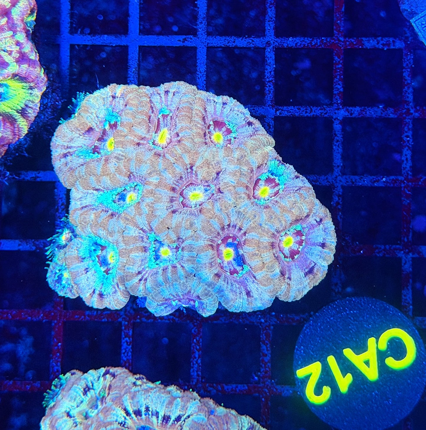 Asian acan S