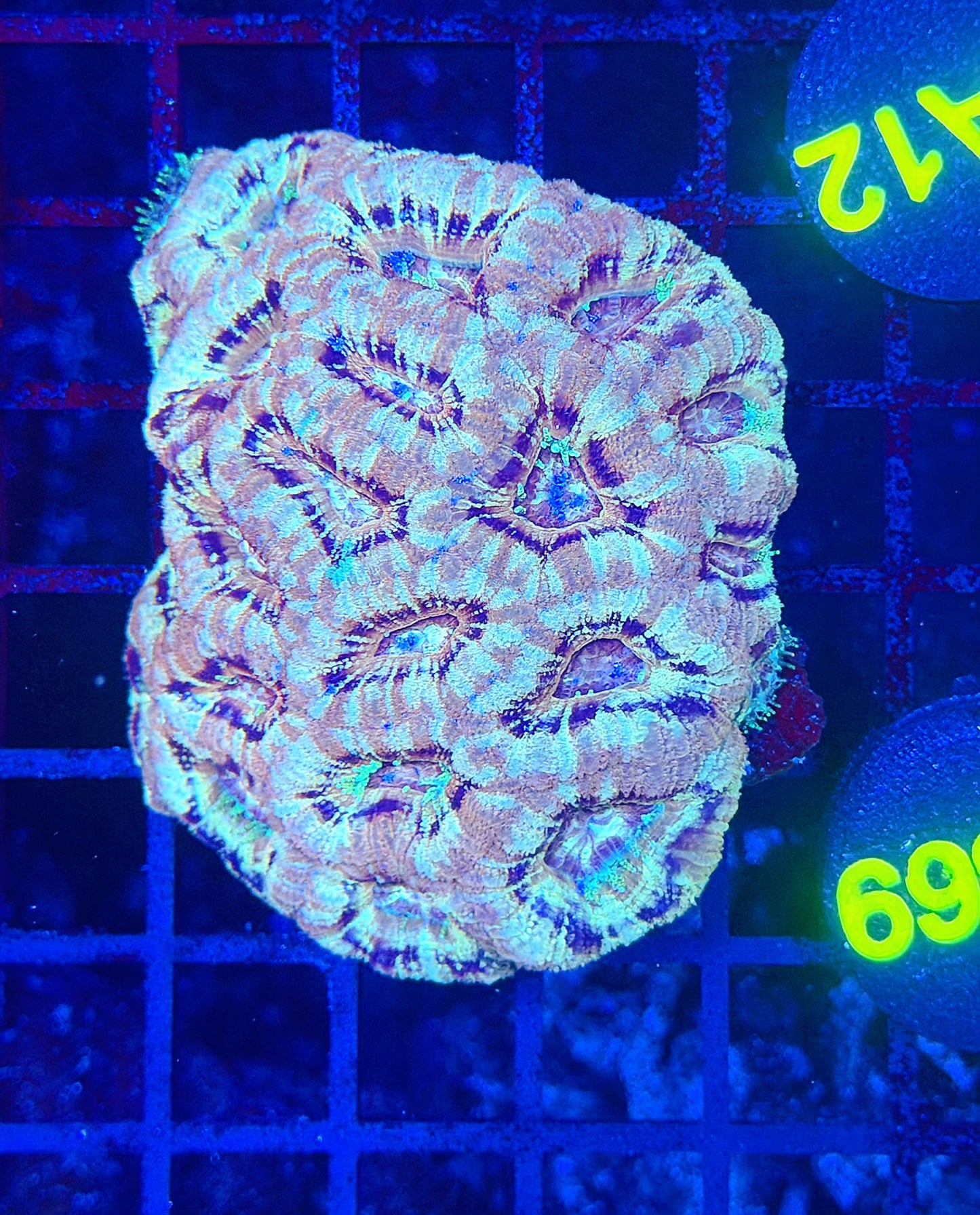 Asian acan M