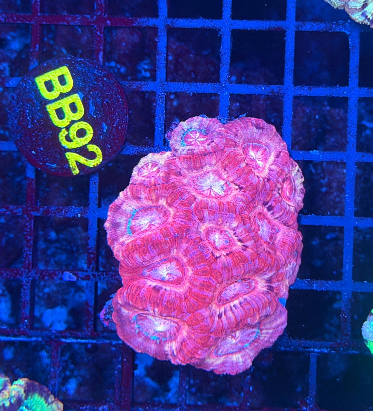 Asian acan S