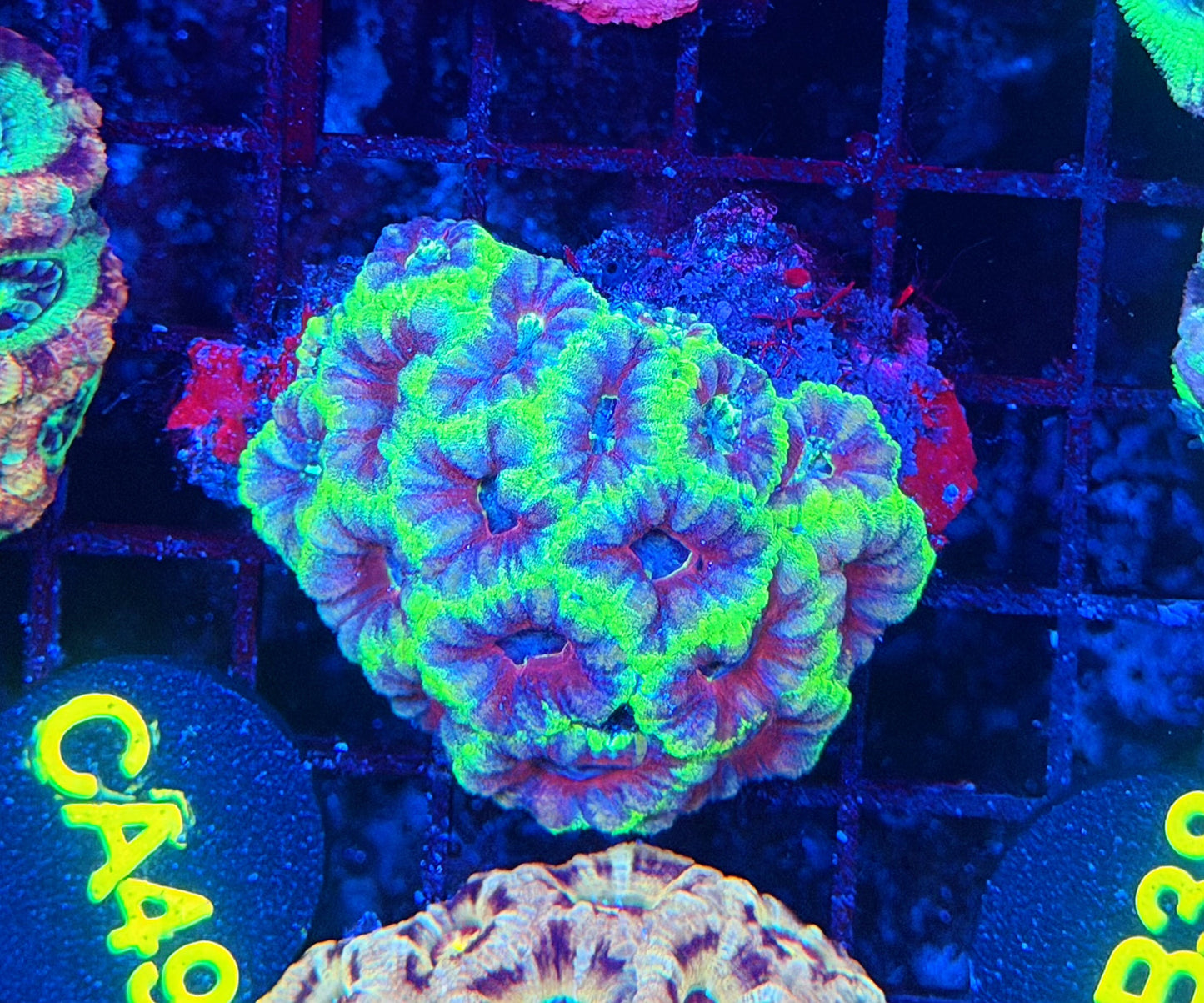 Asian acan M
