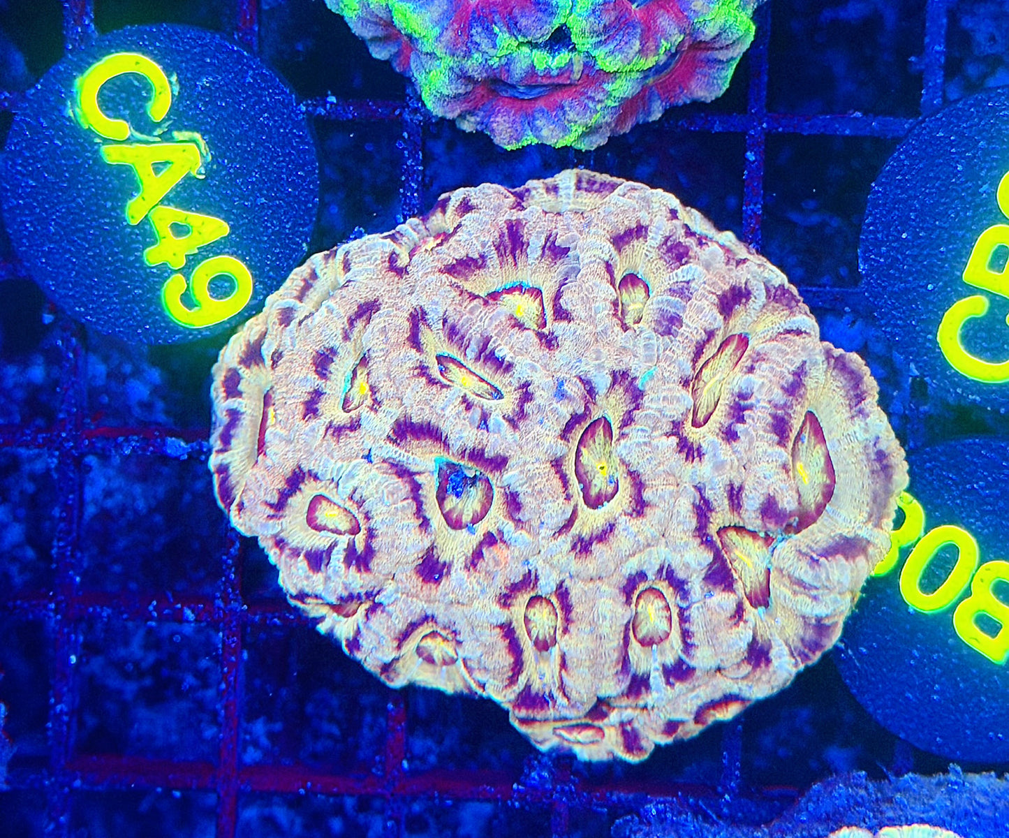 Asian acan L