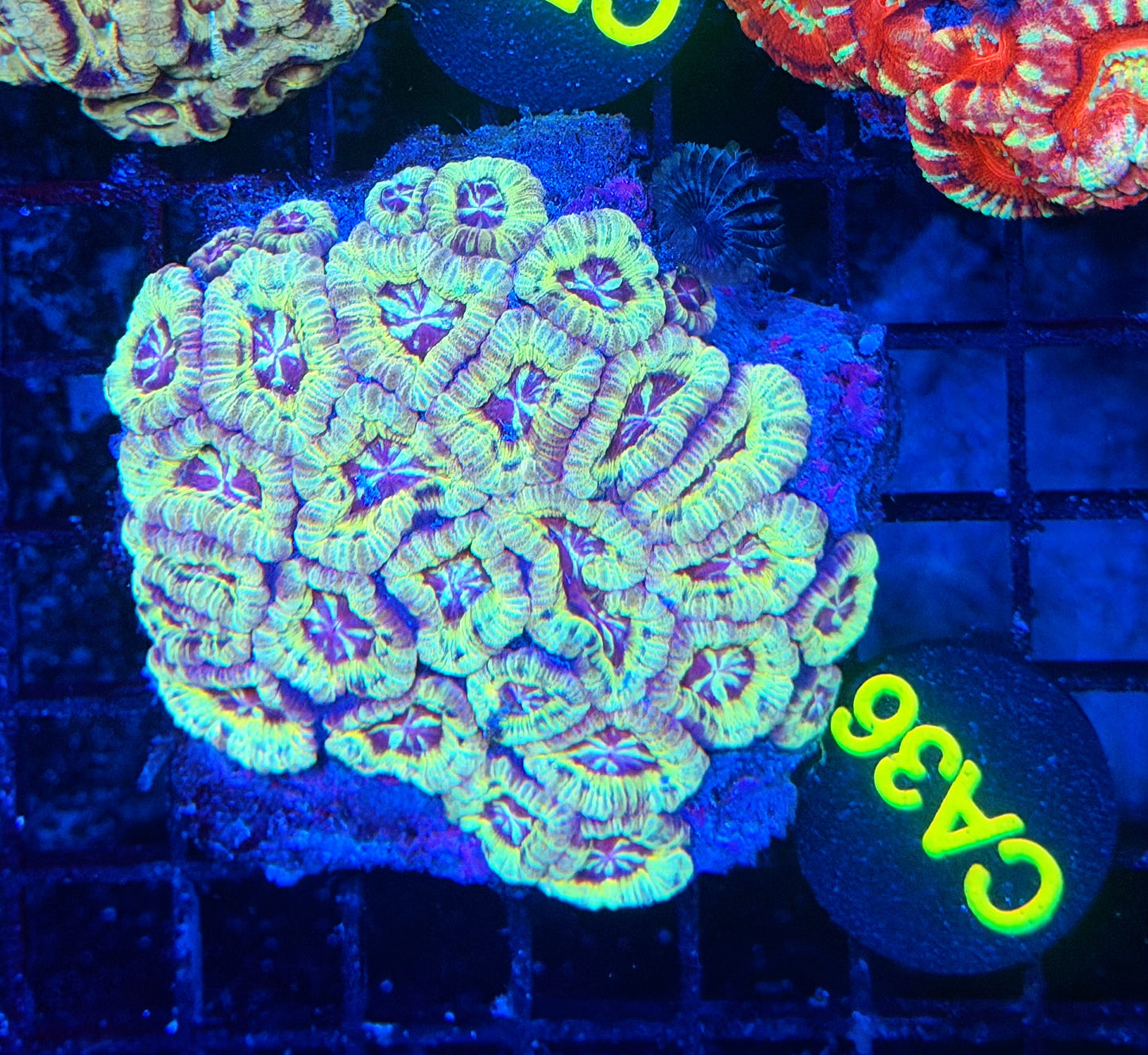 Asian acan L