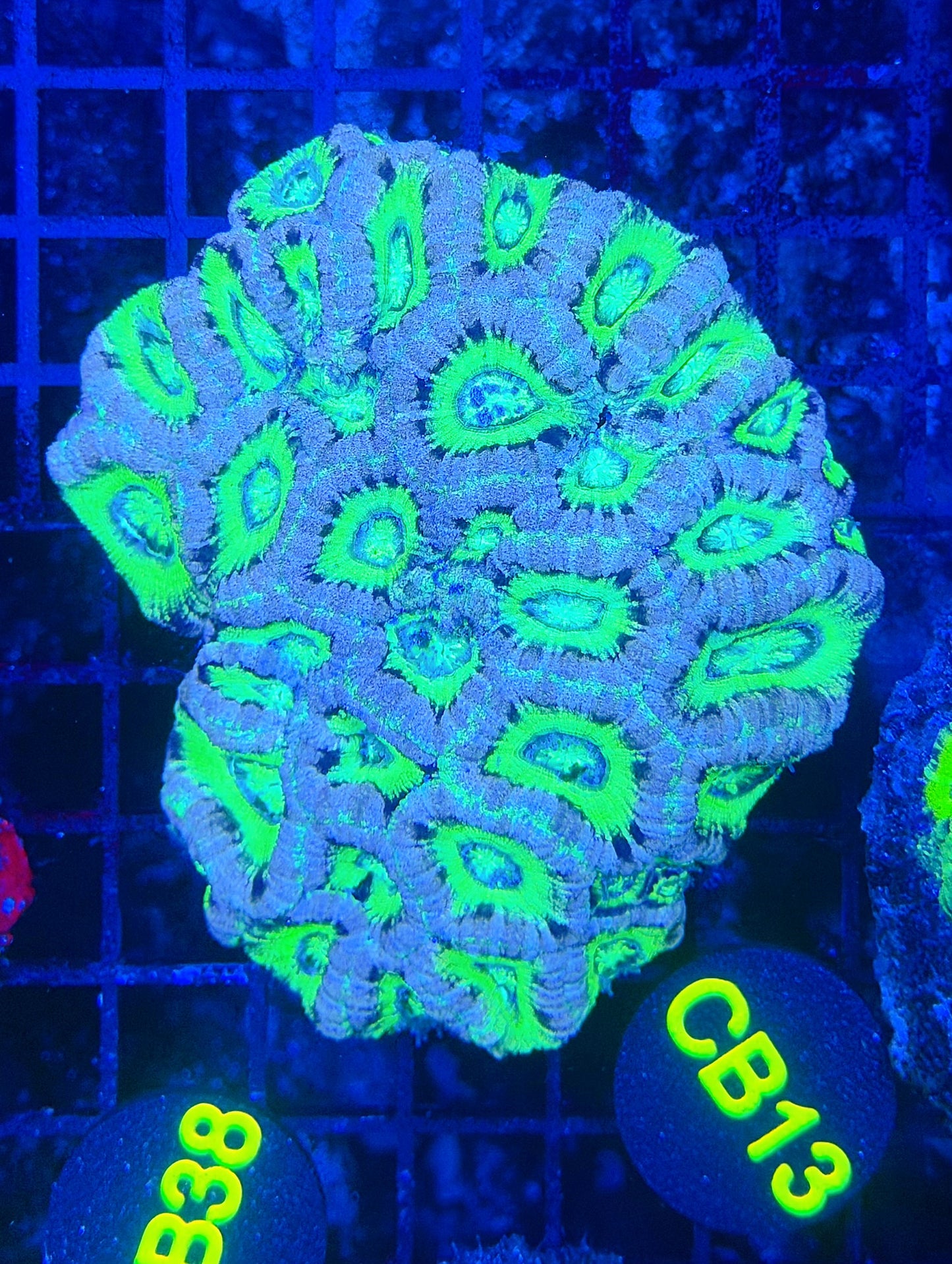 Asian acan L