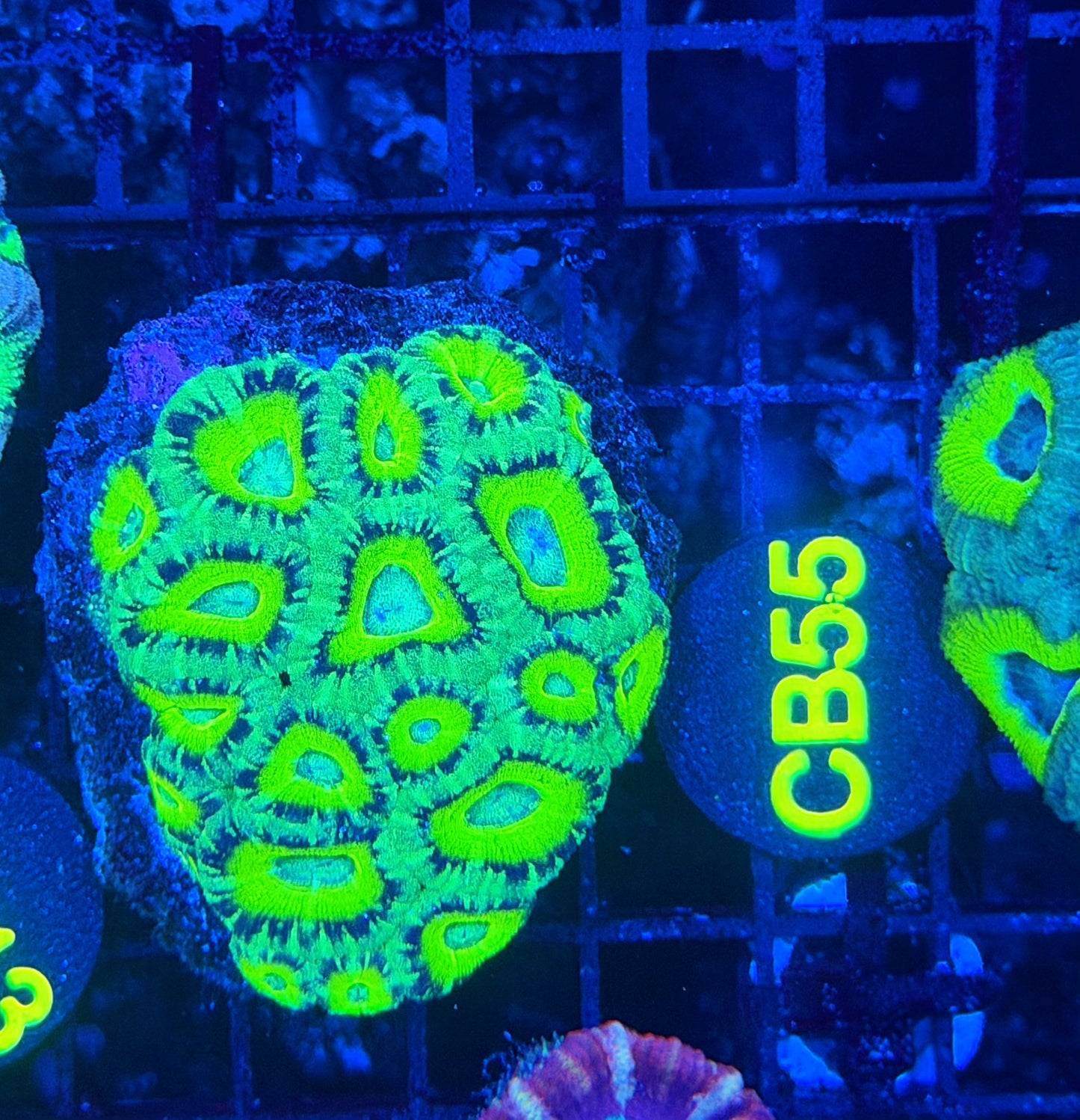 Asian acan M