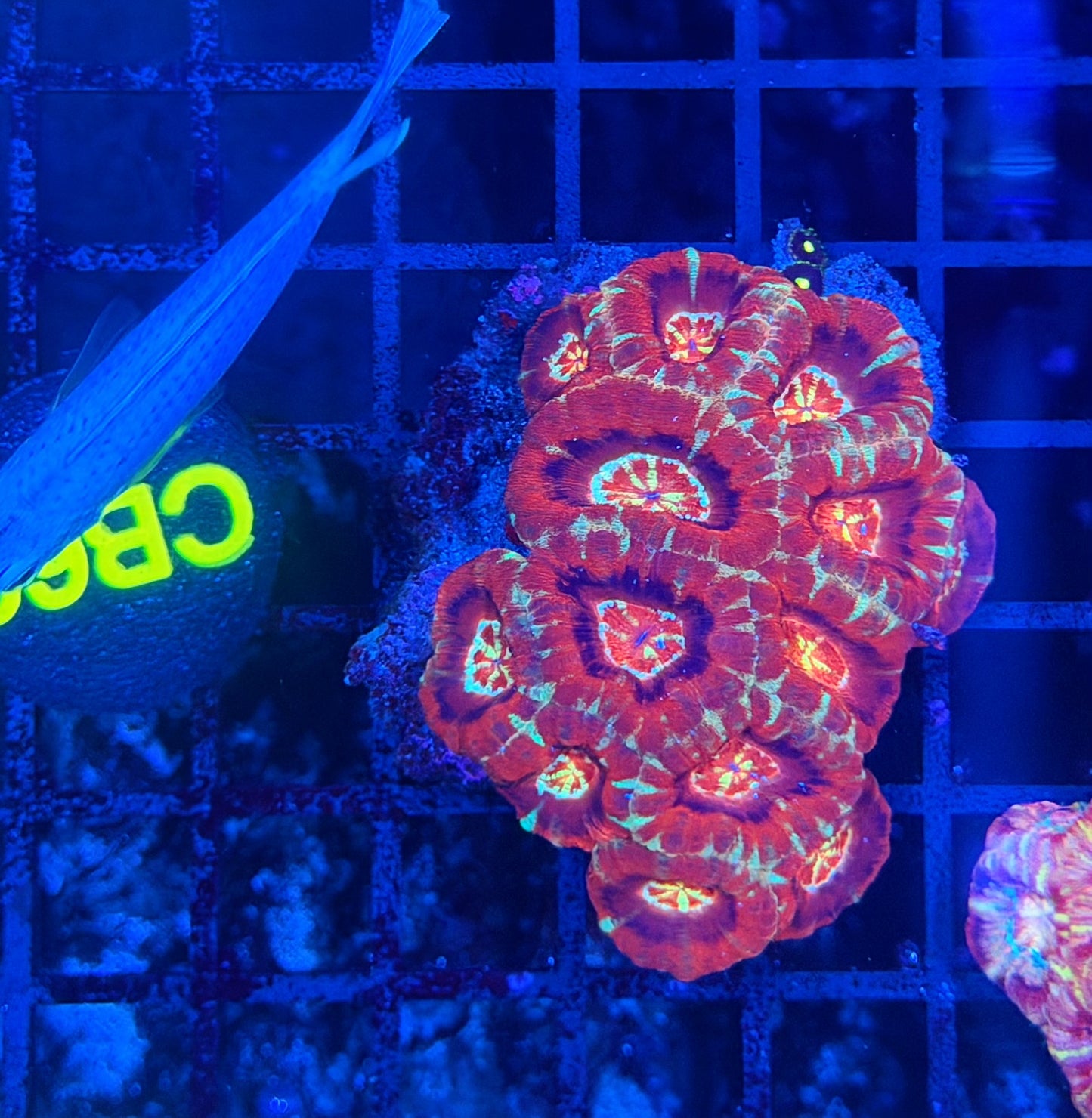 Asian acan S
