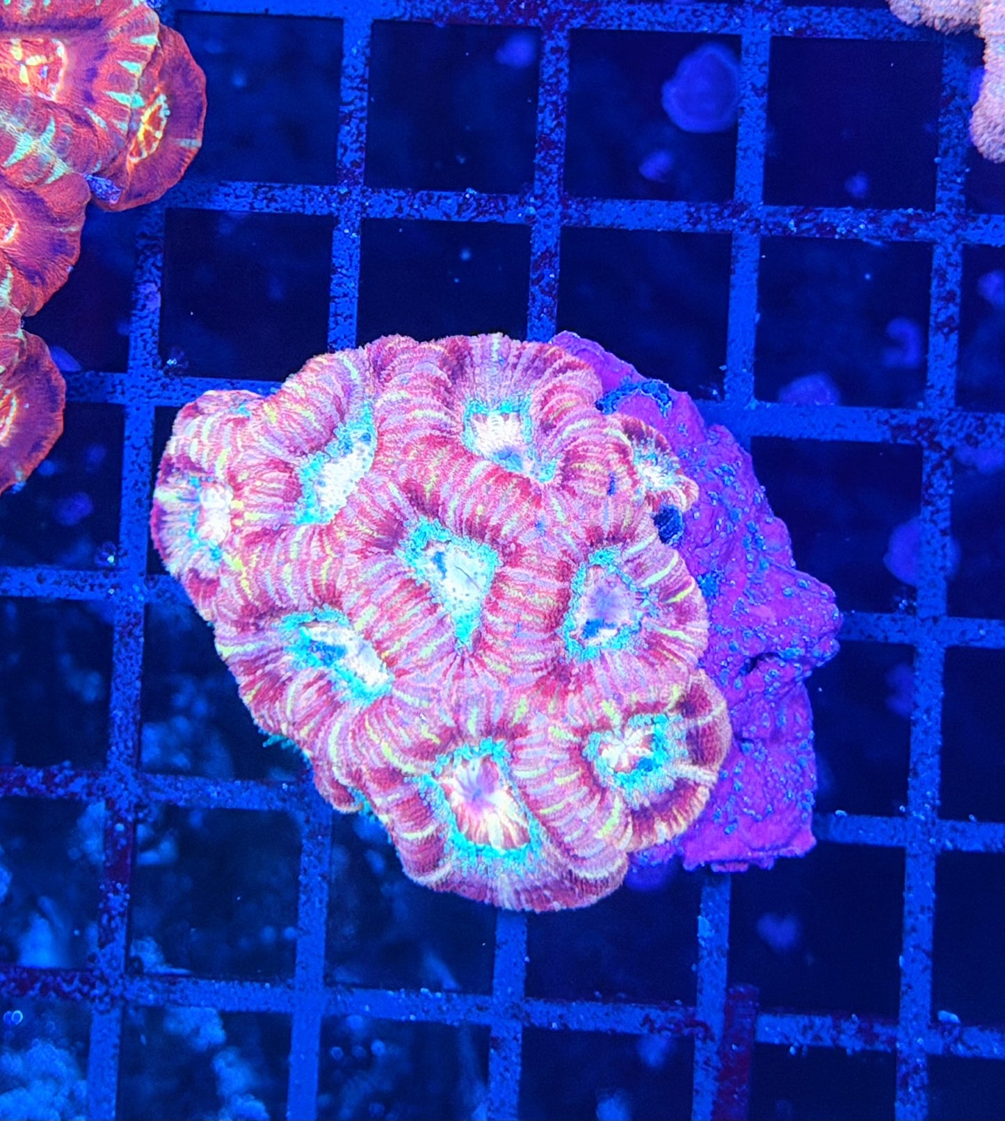 Asian acan