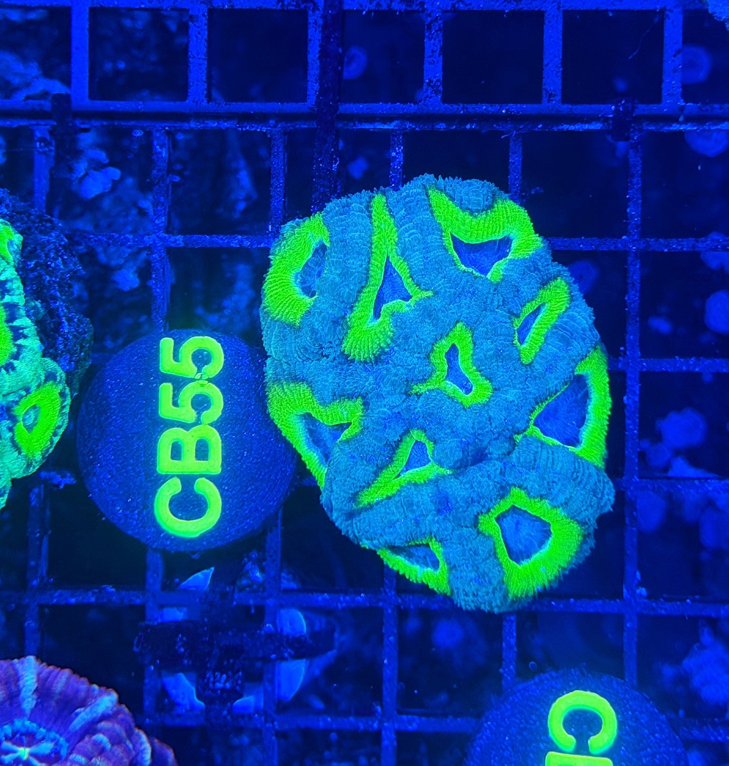 Asian acan S