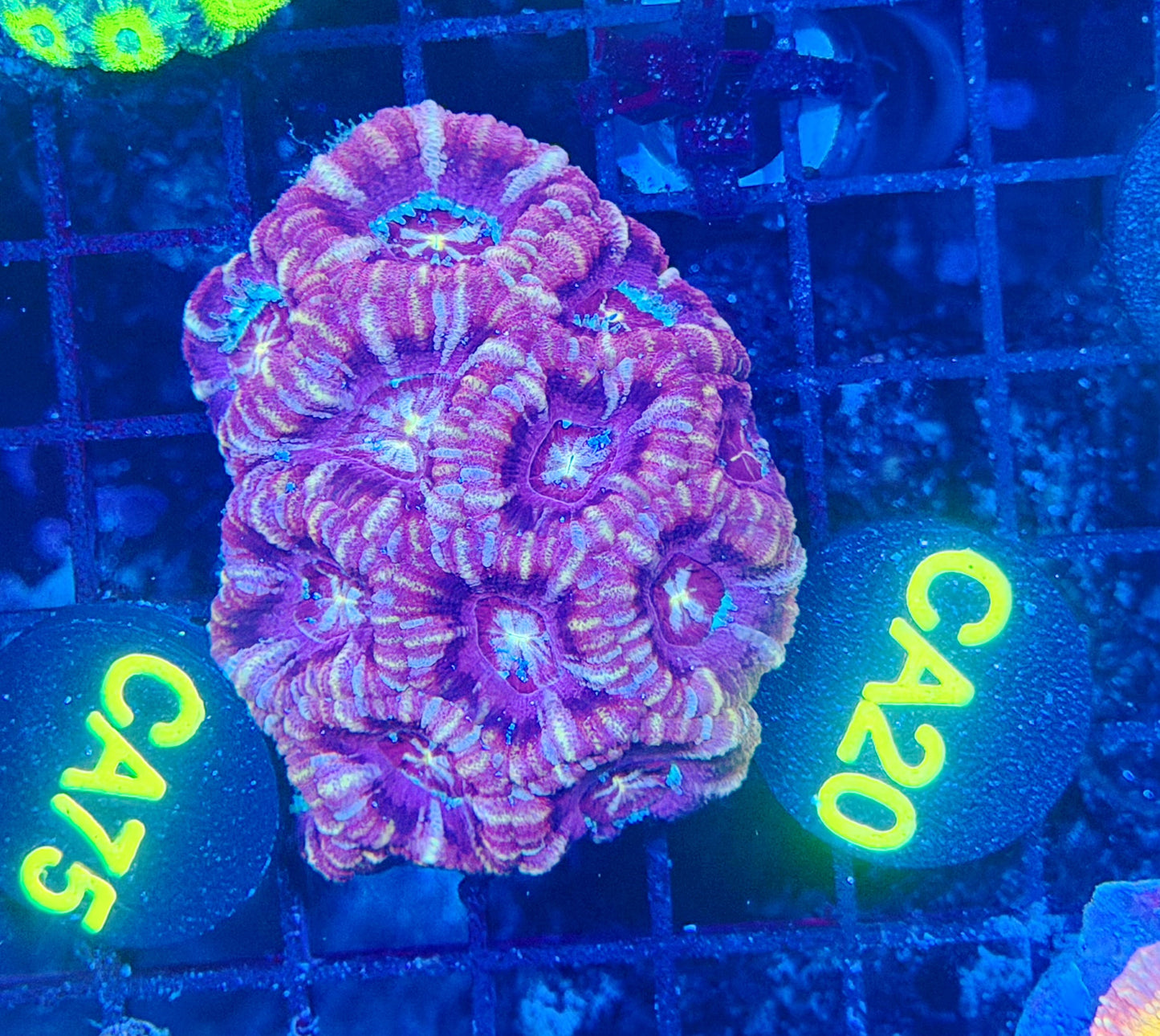 Asian acan M