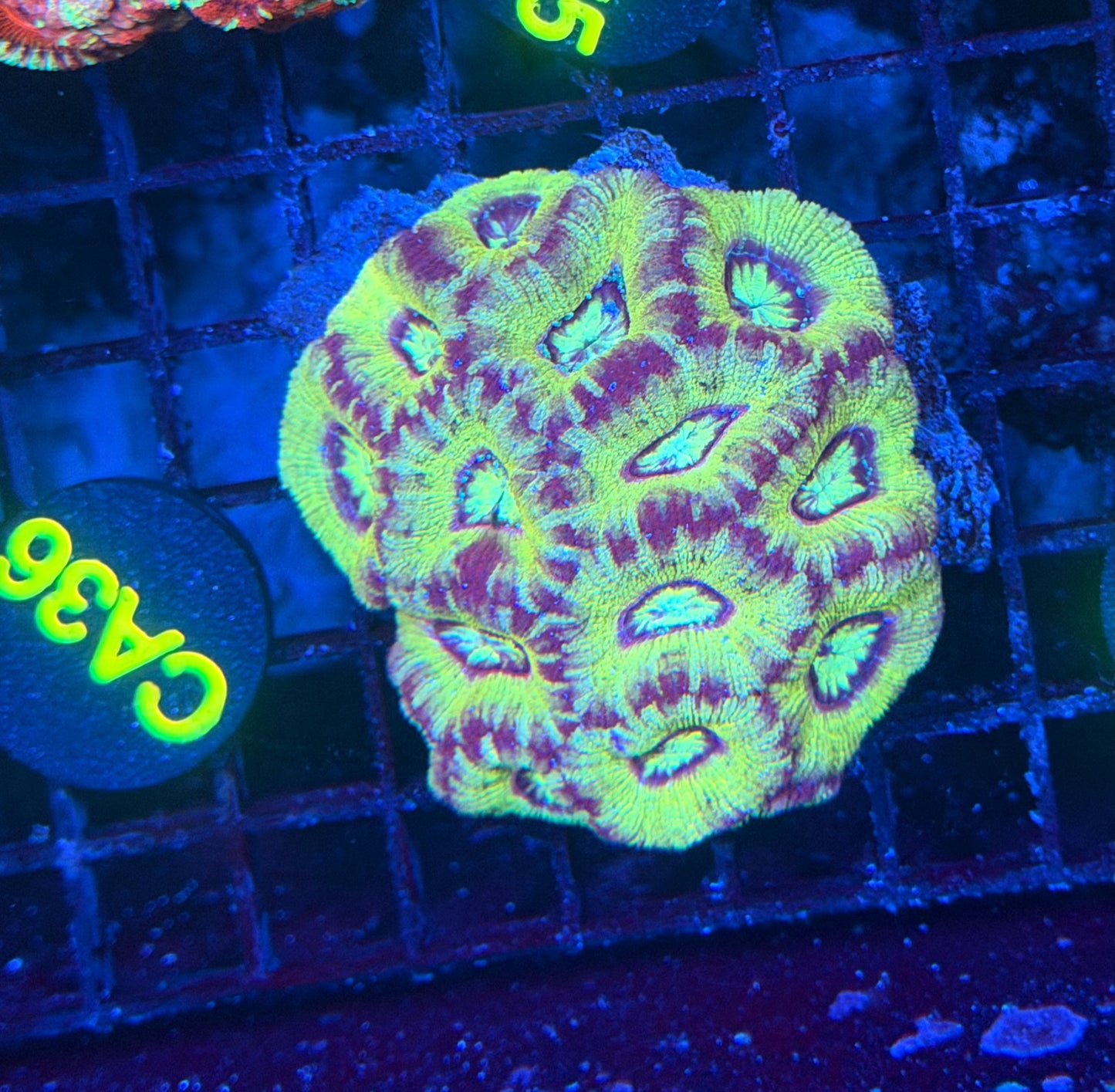 Asian acan M