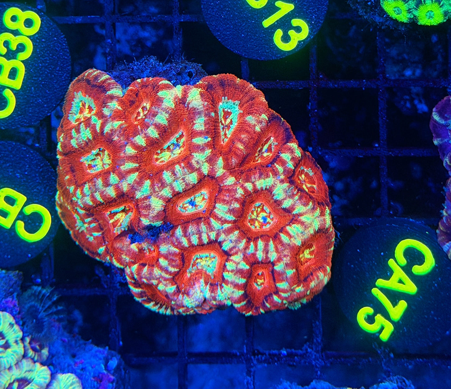 Asian acan M size