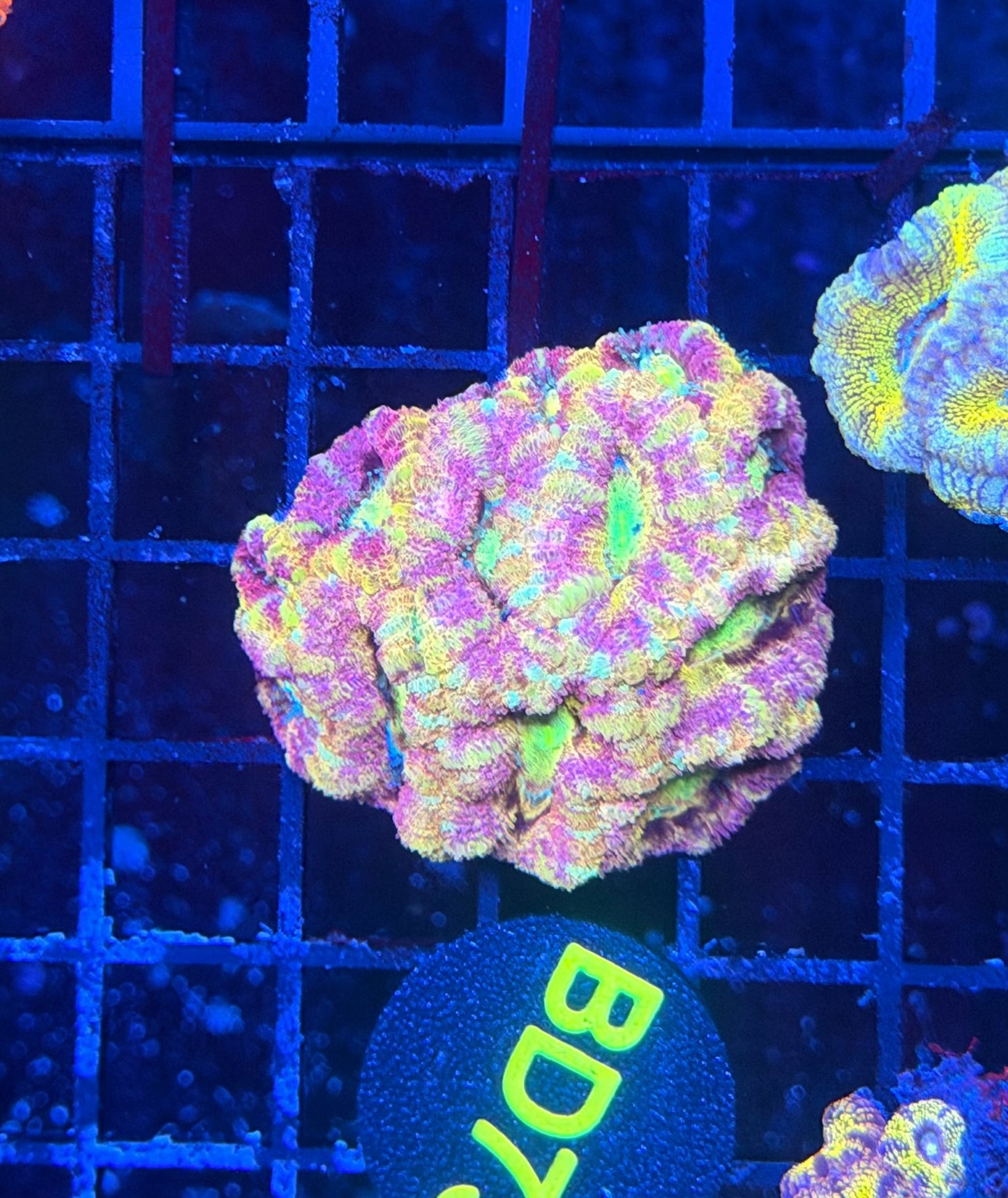 Ultra SP Asian acan