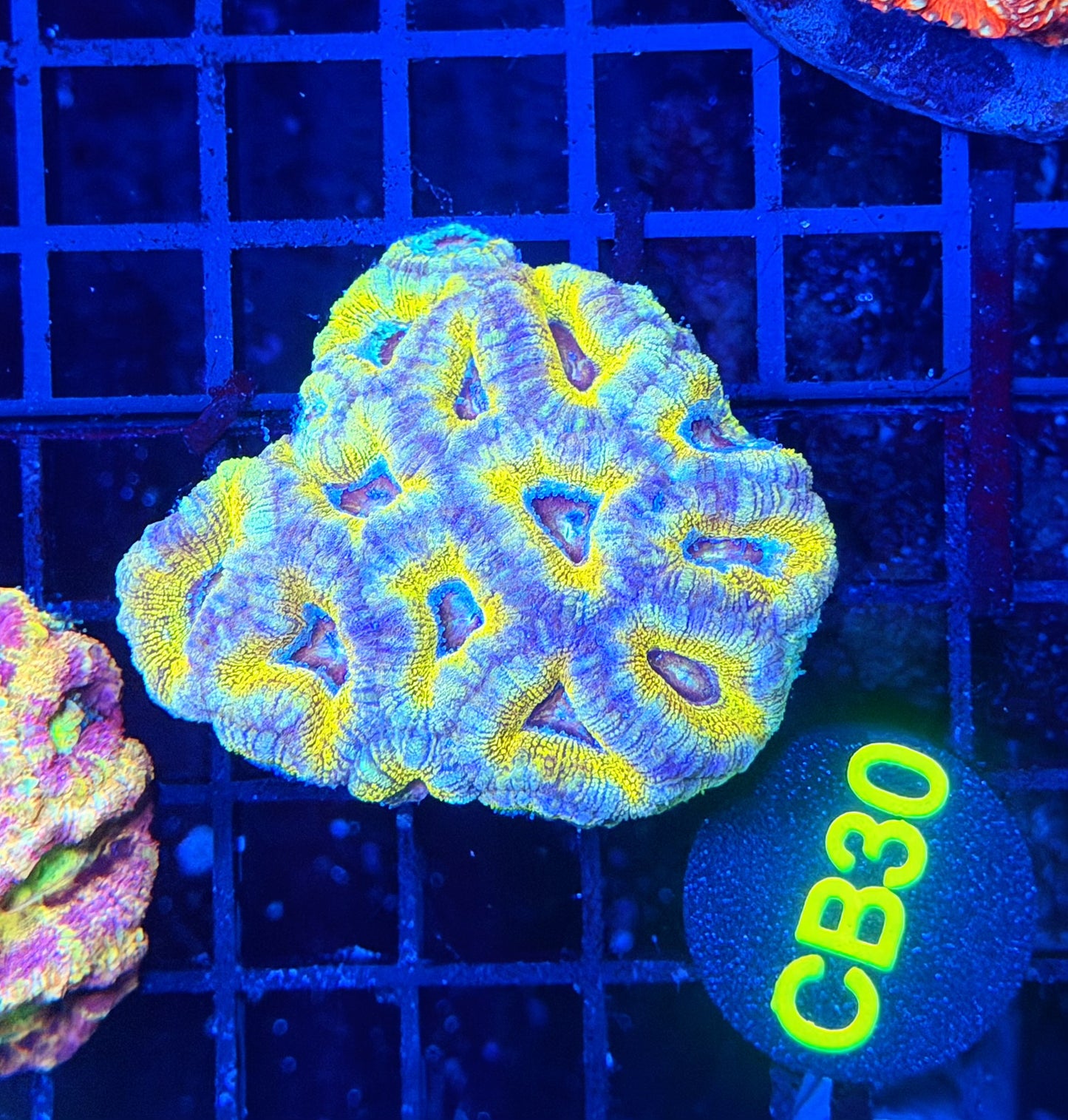 Ultra SP Asian acan