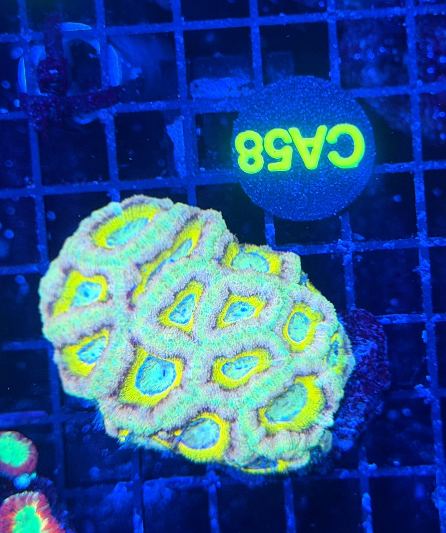 Ultra SP Asian acan