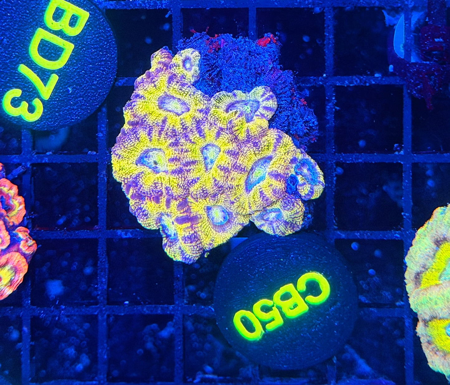 Ultra SP Asian acan