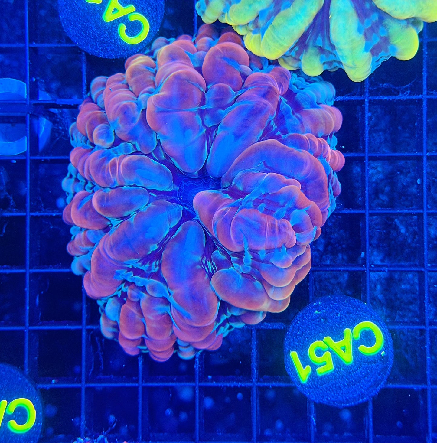 Rainbow indophyllia