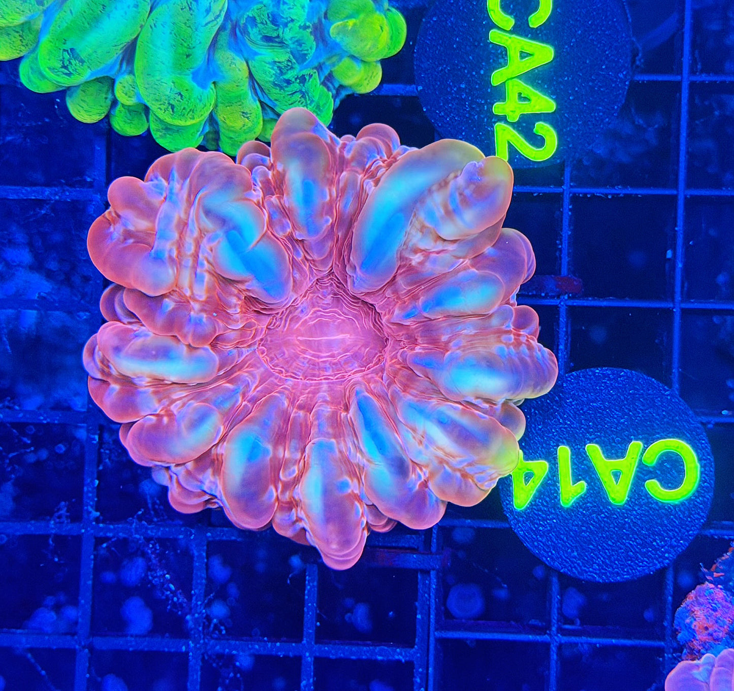 Rainbow cynarina