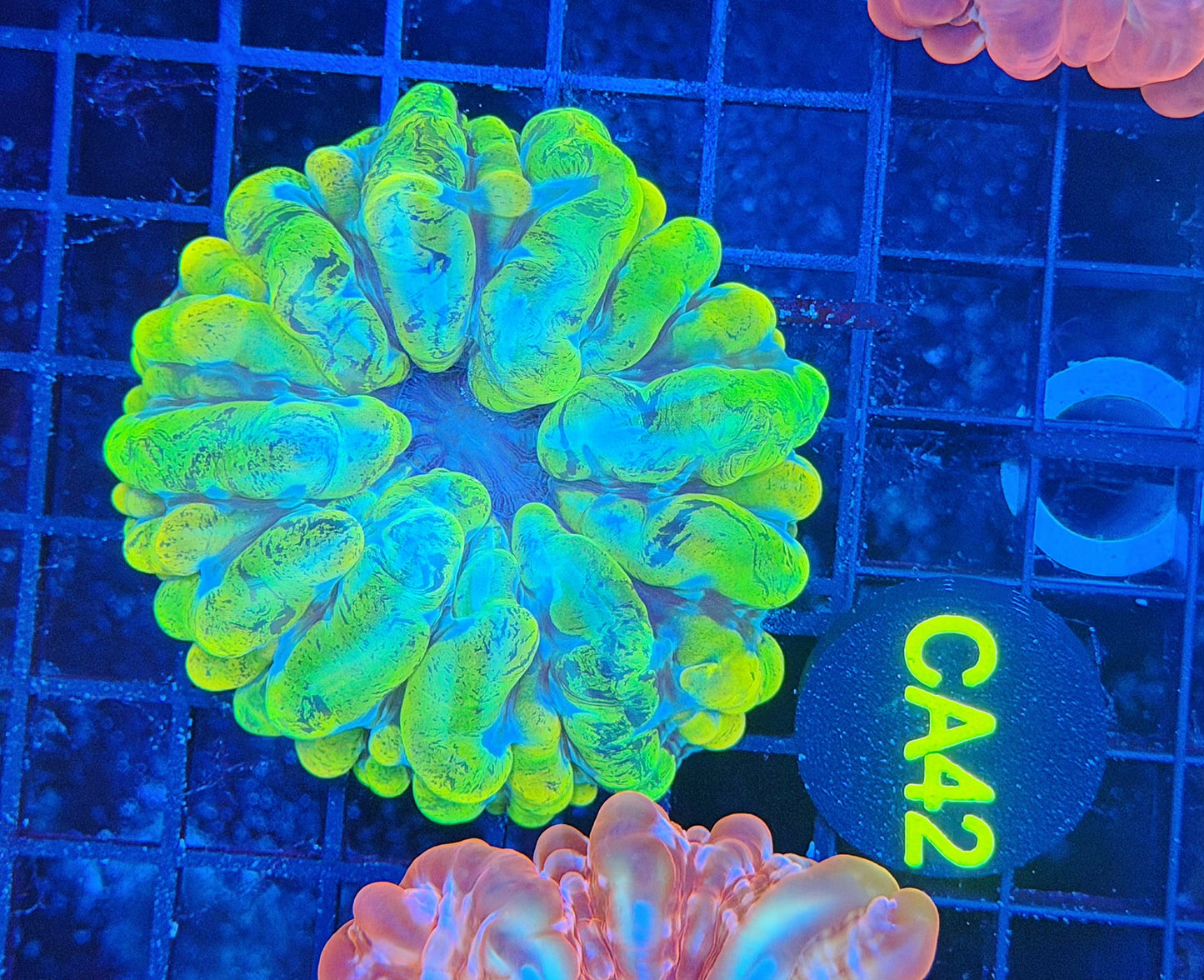 SP Rainbow cynarina yellow / green