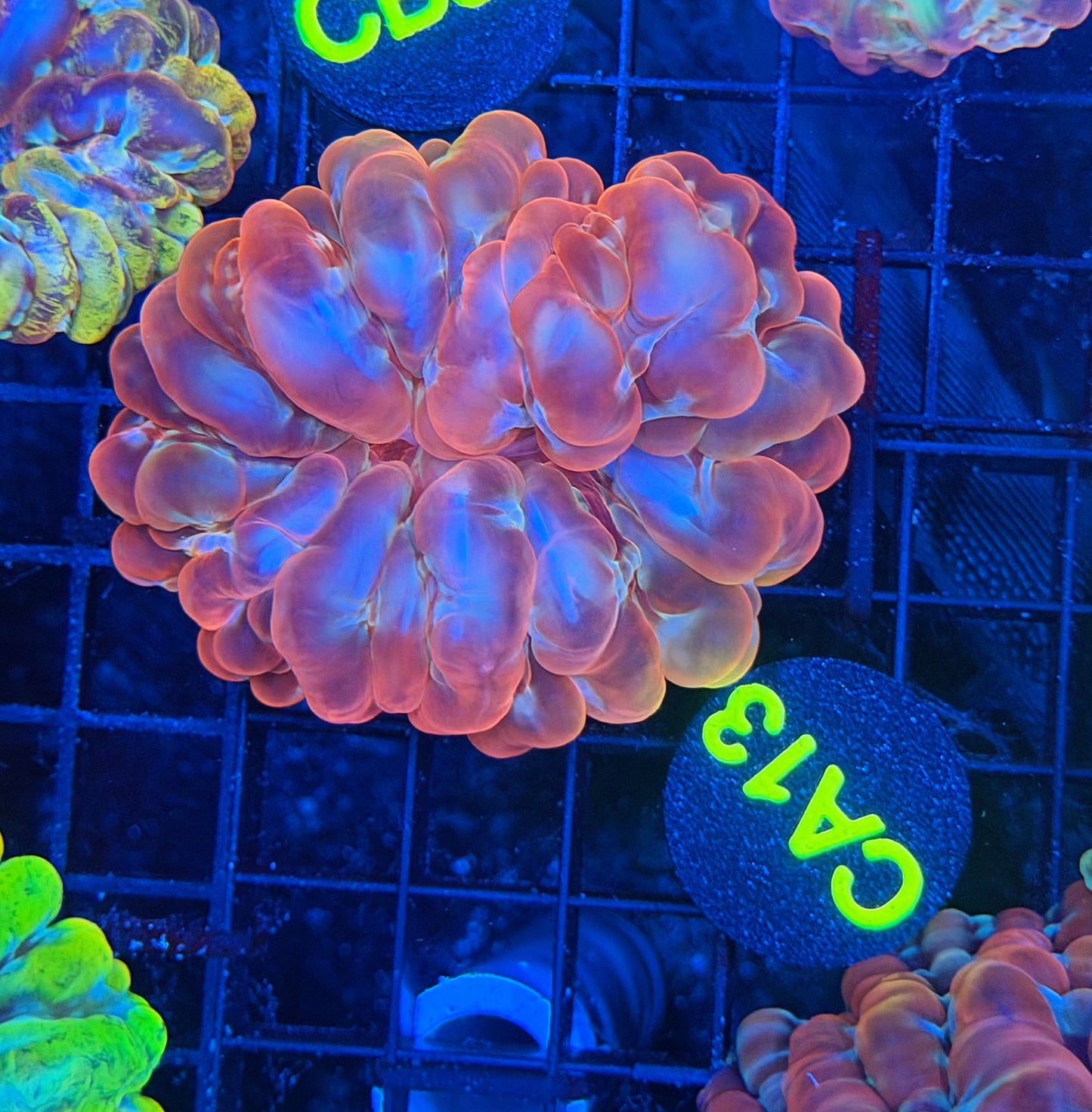 Rainbow cynarina
