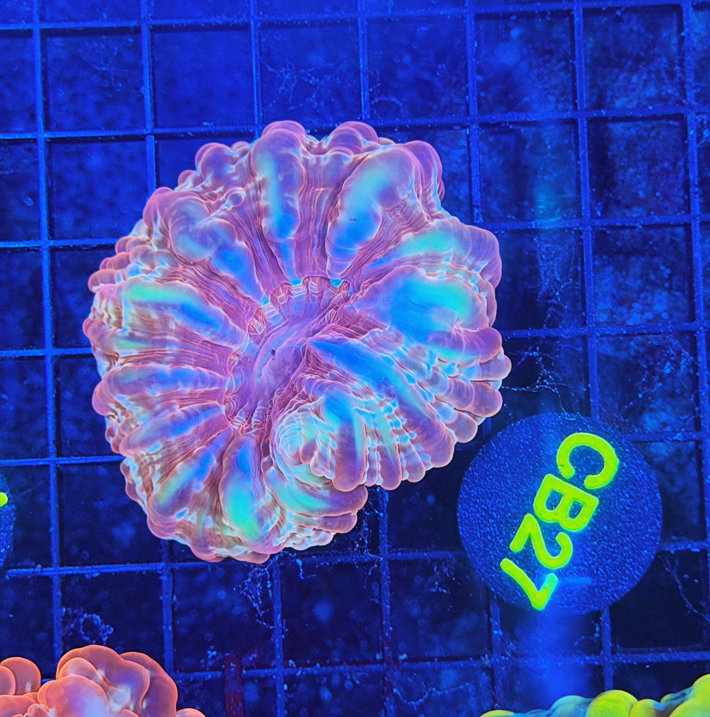 Rainbow cynarina