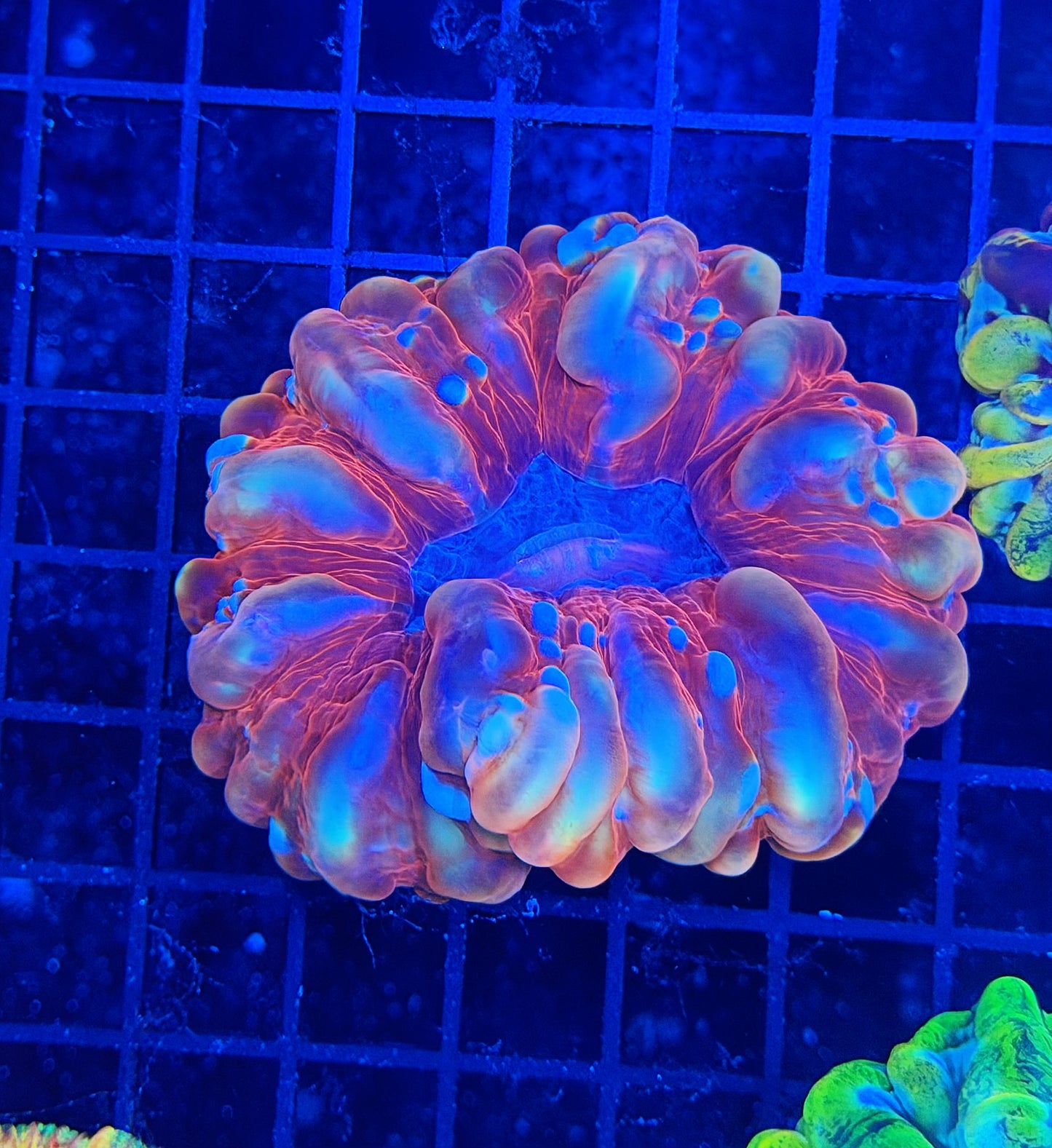 Rainbow cynarina
