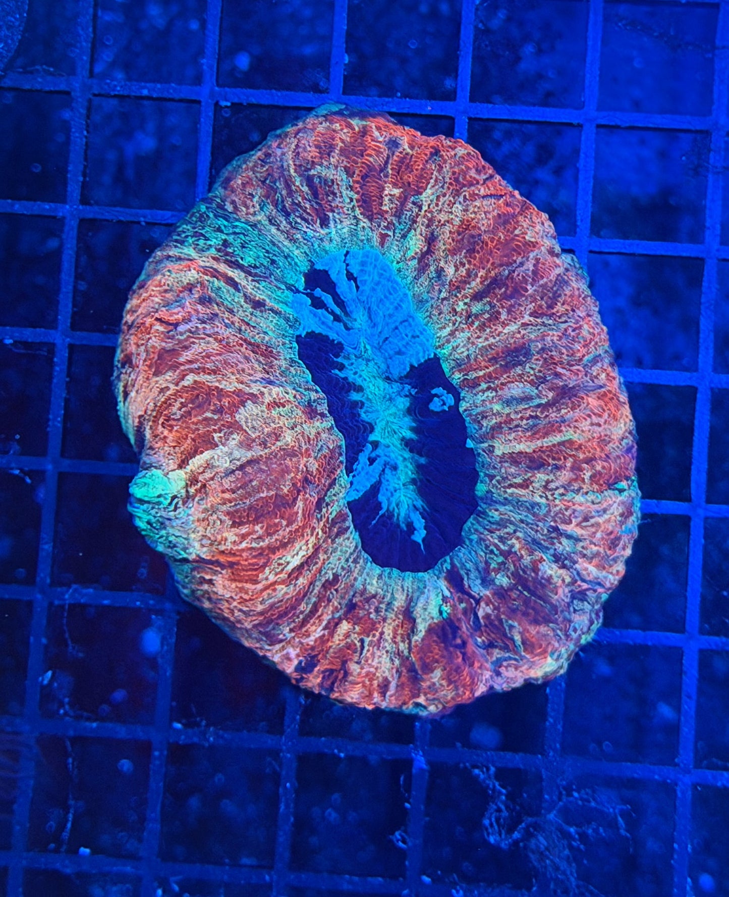 rainbow trachy