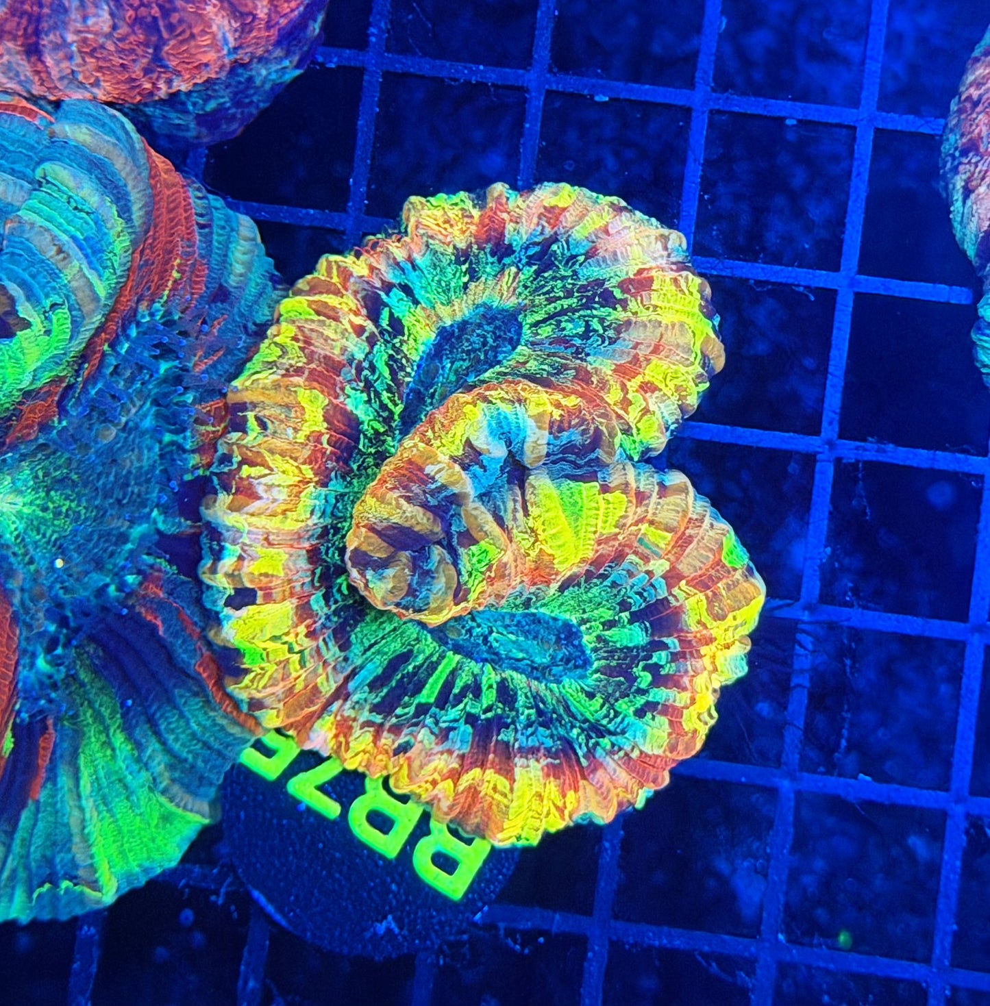 Ultra rainbow trachy