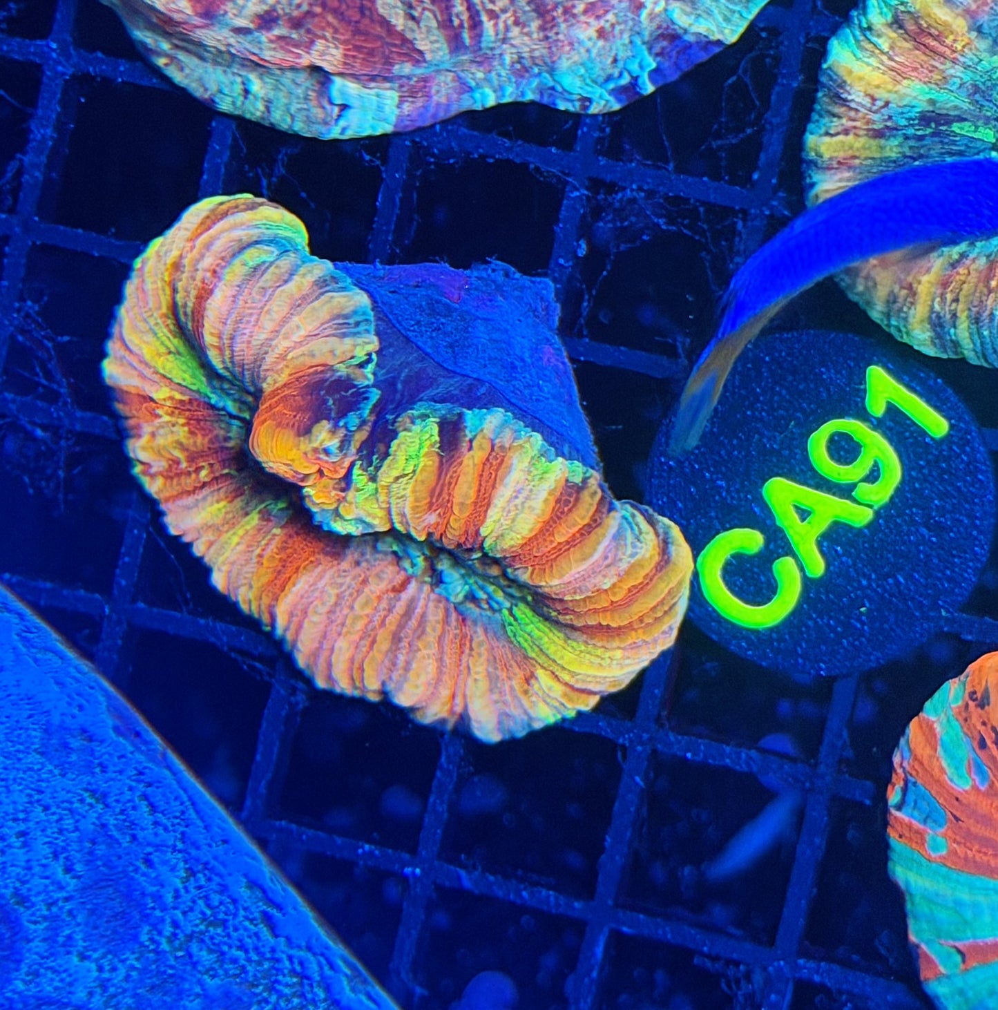 Ultra rainbow trachy