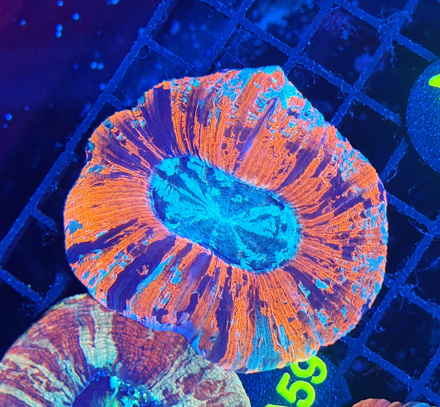 rainbow trachy