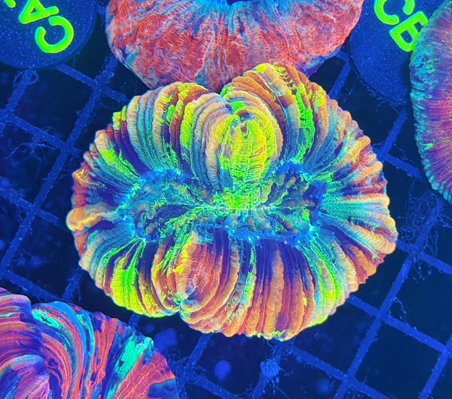 Ultra rainbow trachy