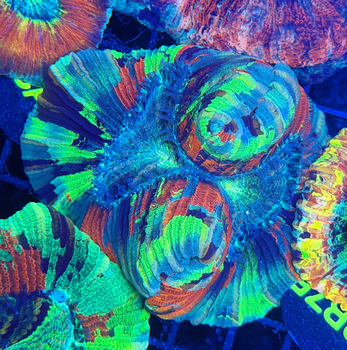 rainbow trachy