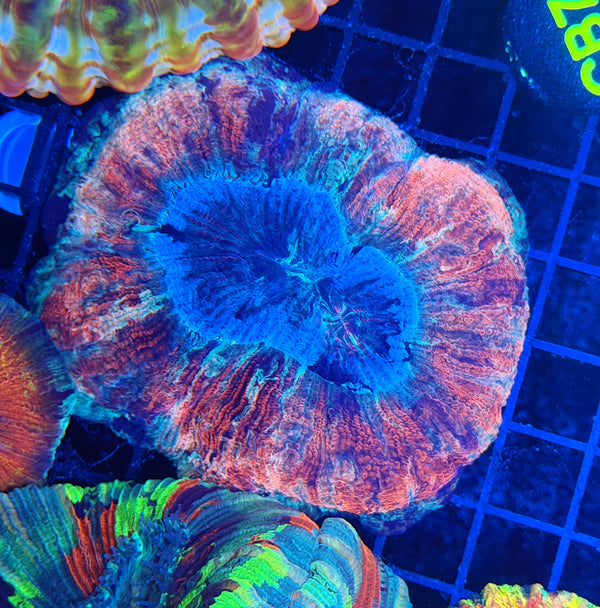 rainbow trachy