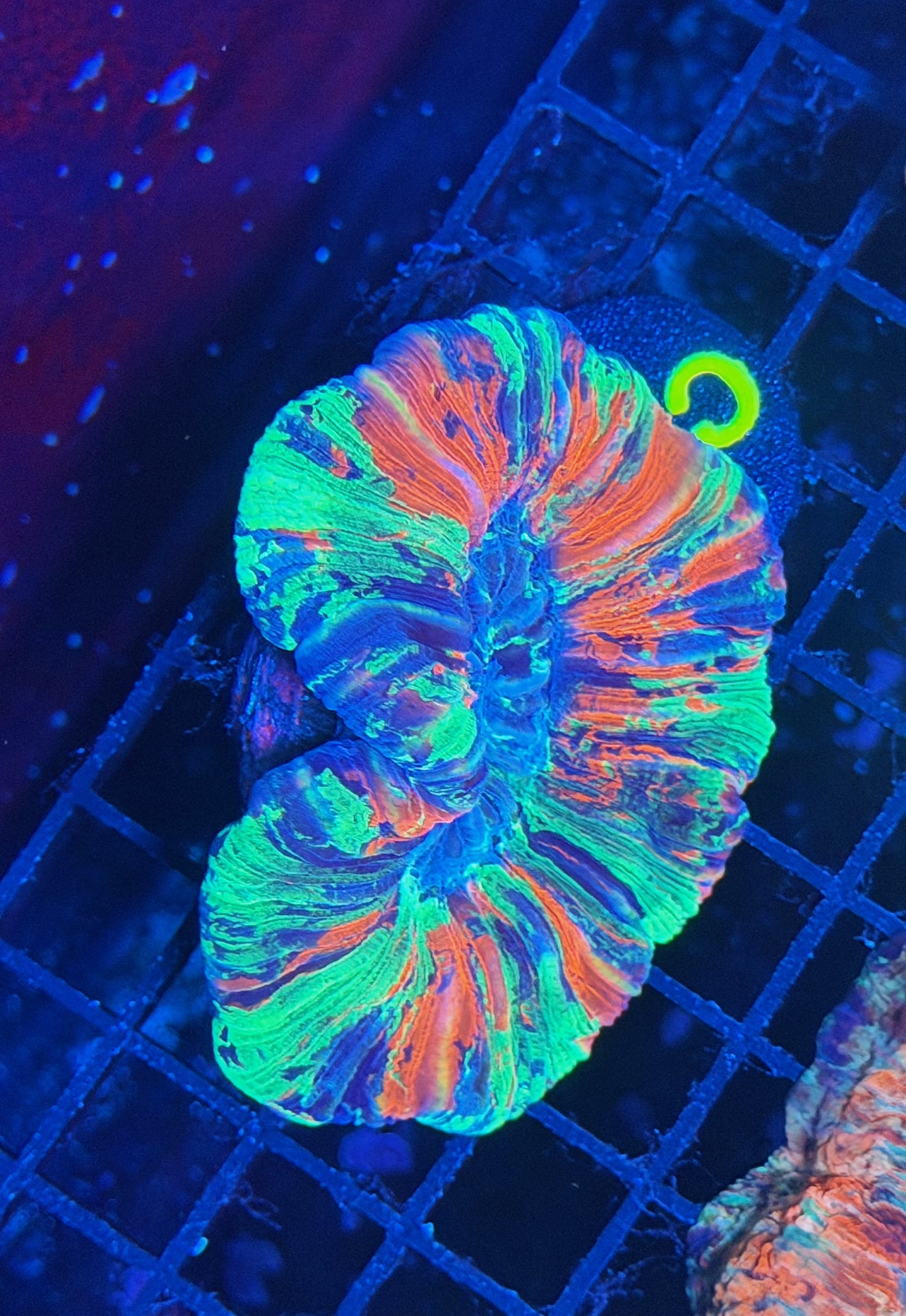 rainbow trachy
