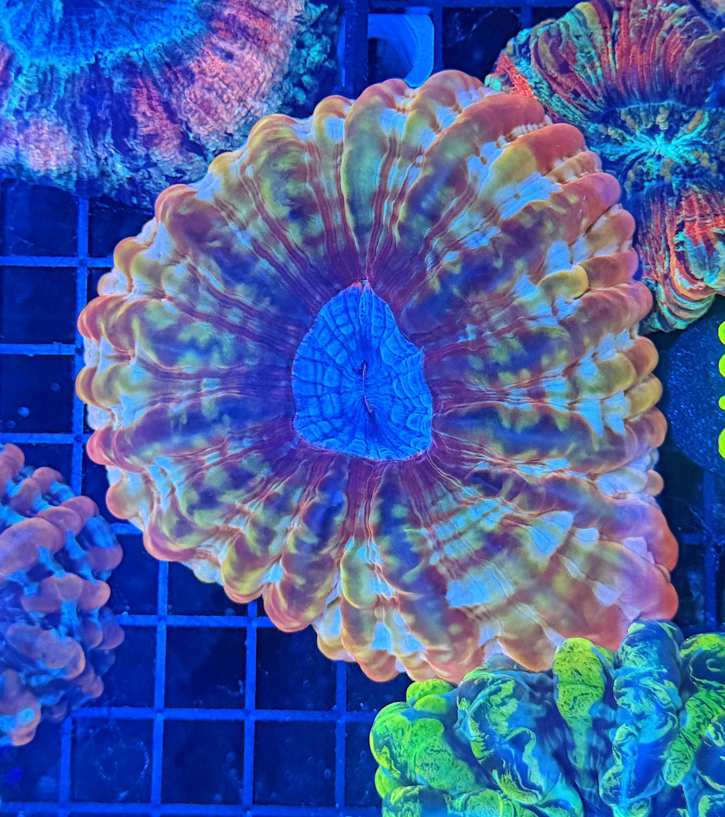 Ultra Rainbow cynarina
