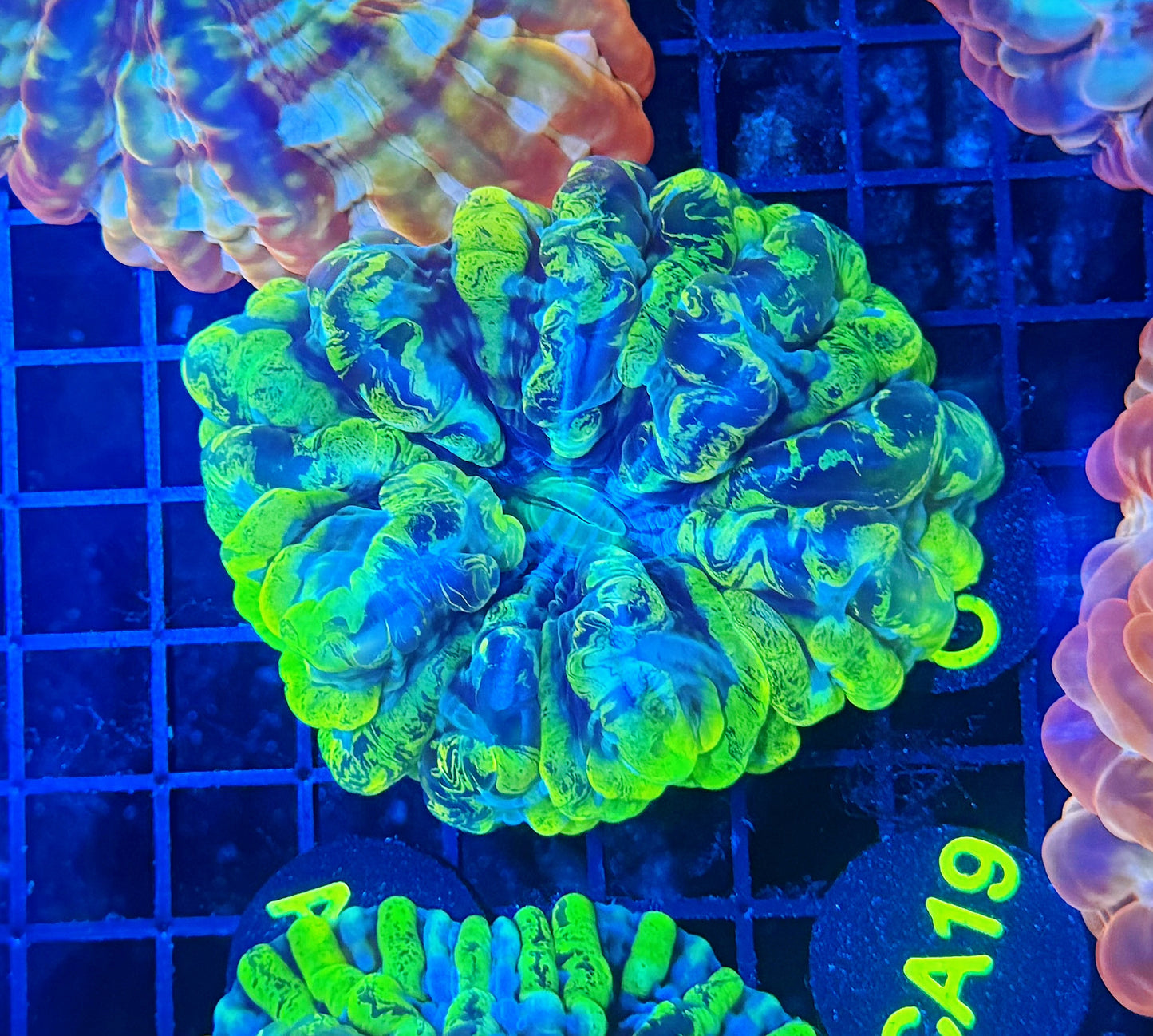 Toxic splatter indophyllia