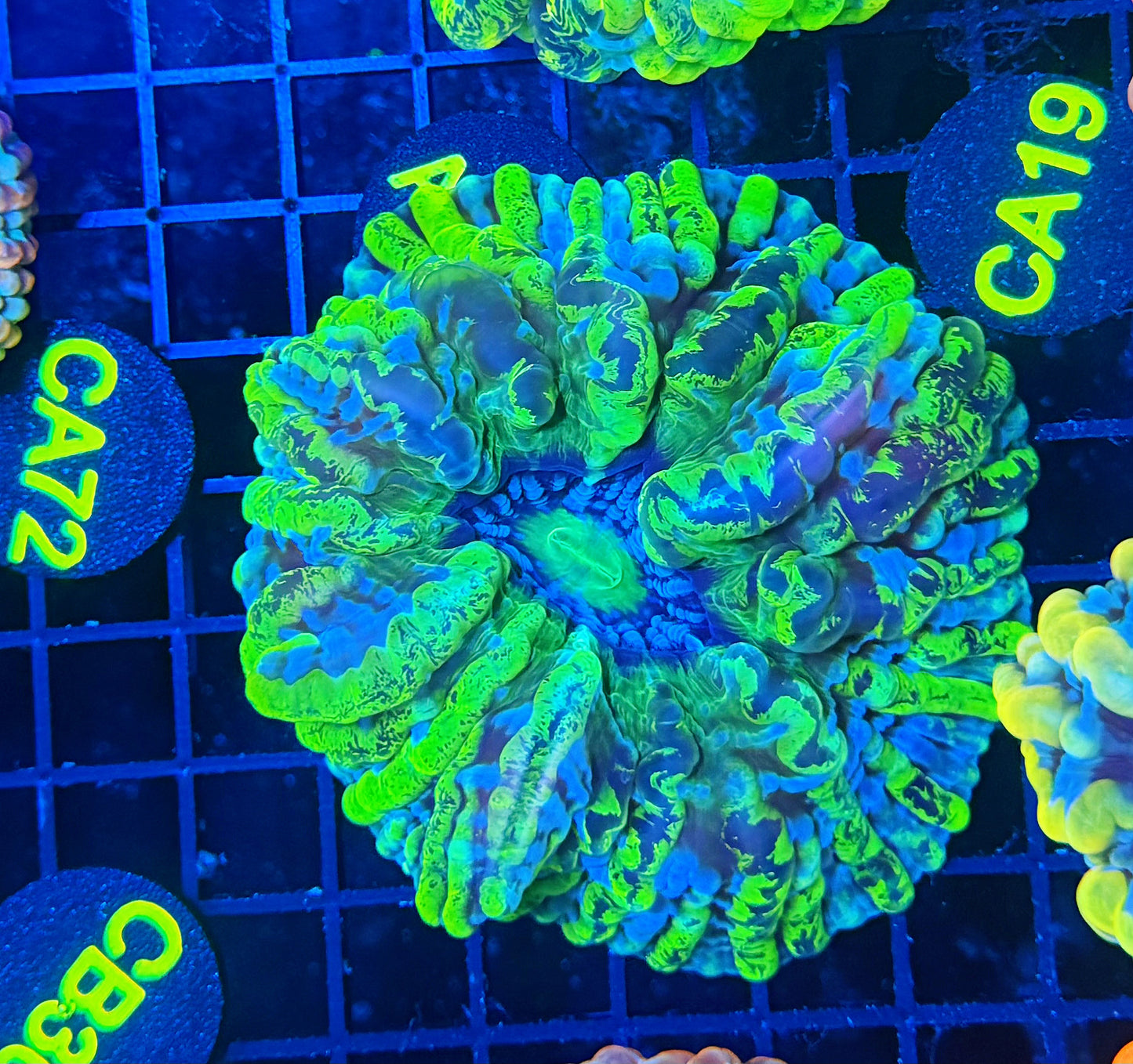 Toxic splatter indophyllia