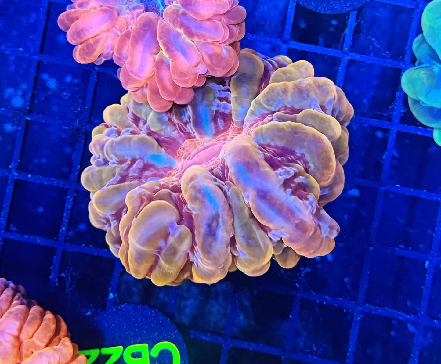 Red / gold SP Rainbow cynarina