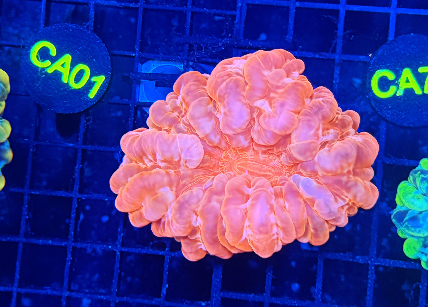 Red cynaria