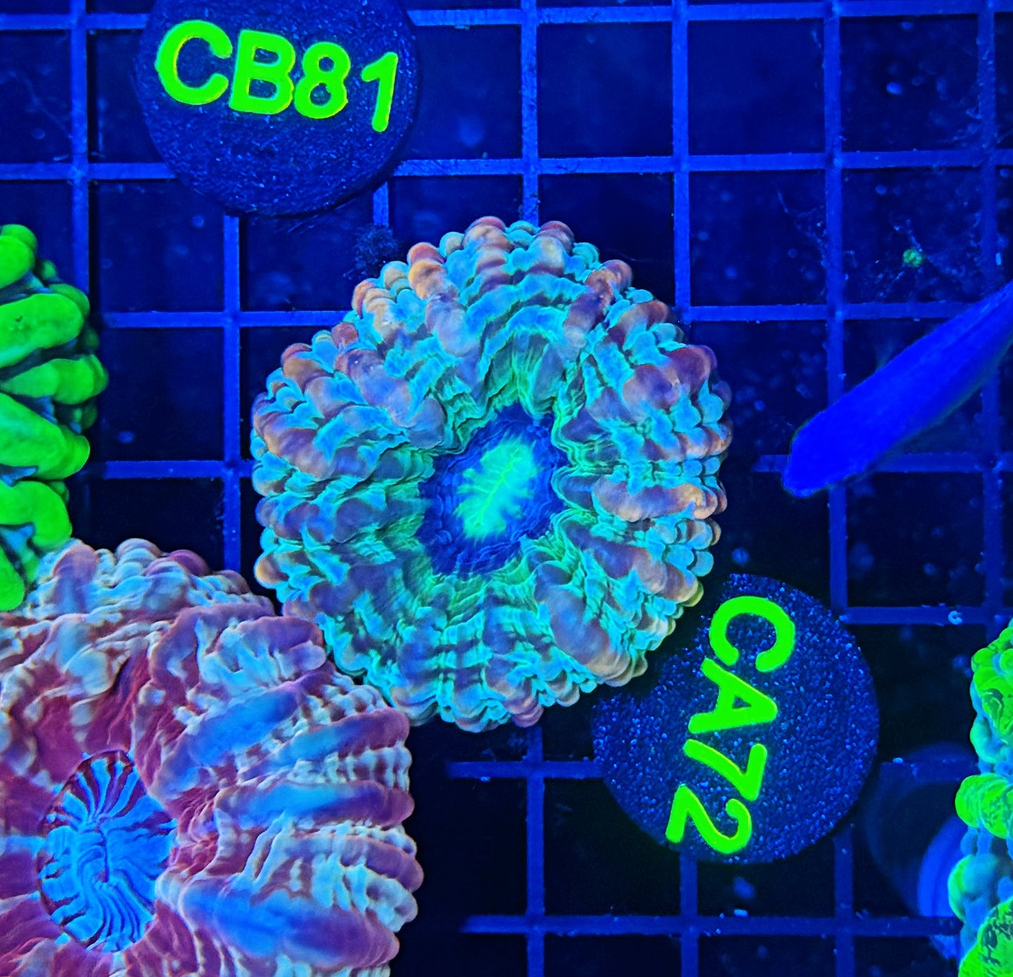 Rainbow indophyllia