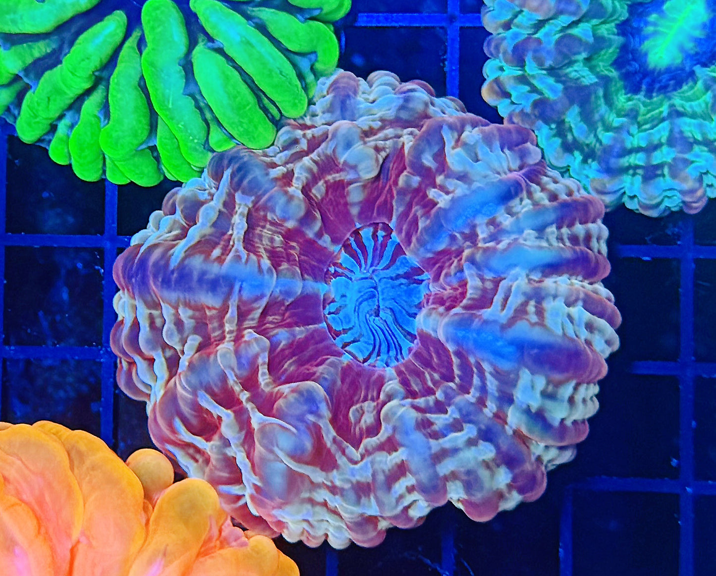 SP Rainbow cynarina