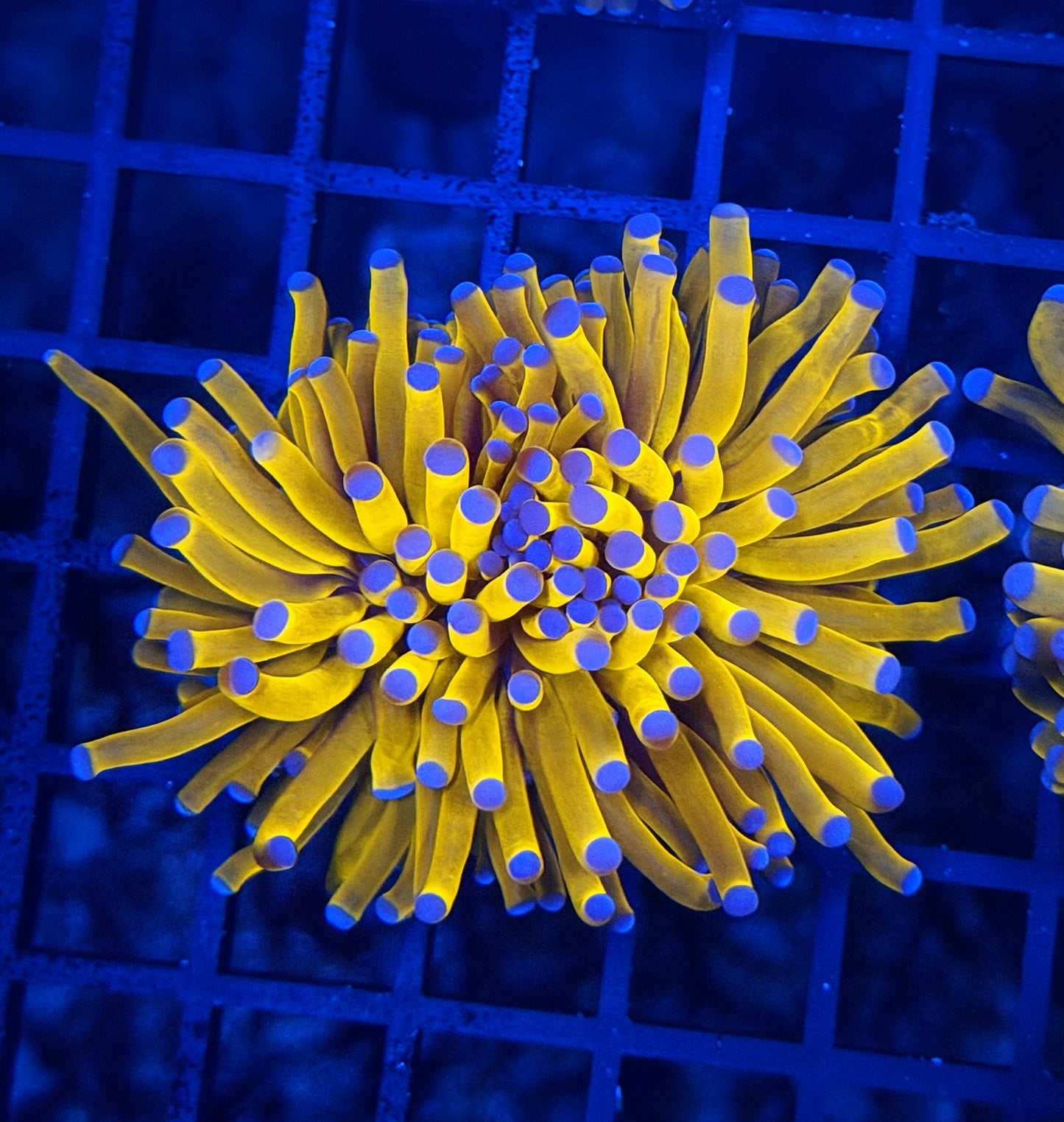 Malay tartar gold
