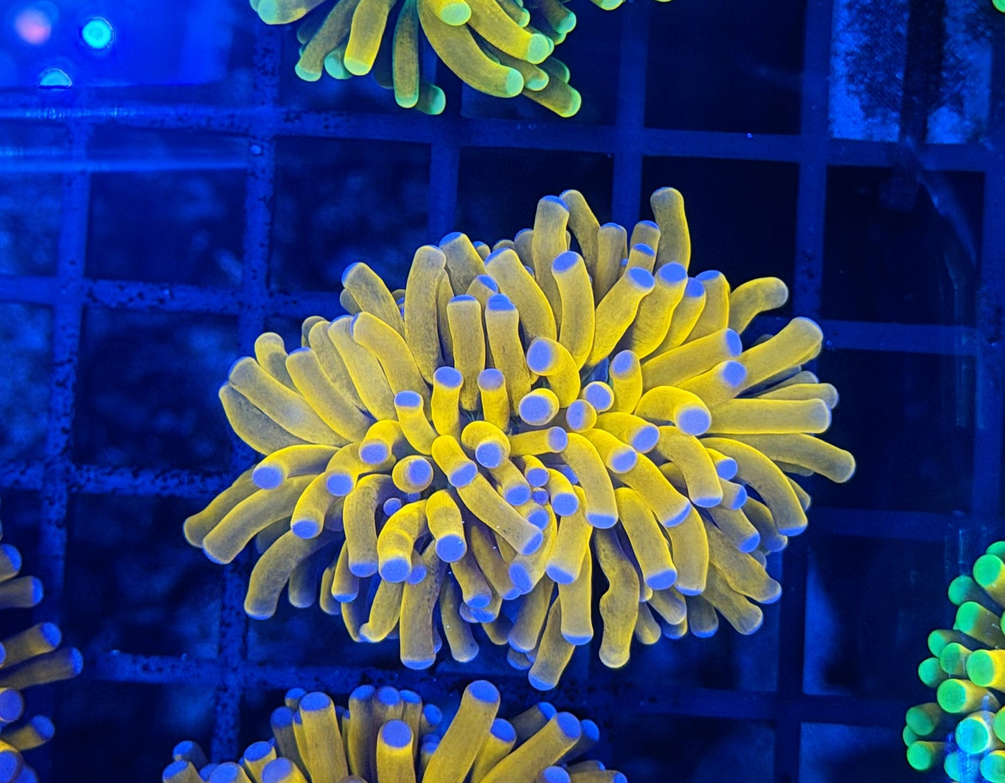 Malay tartar gold