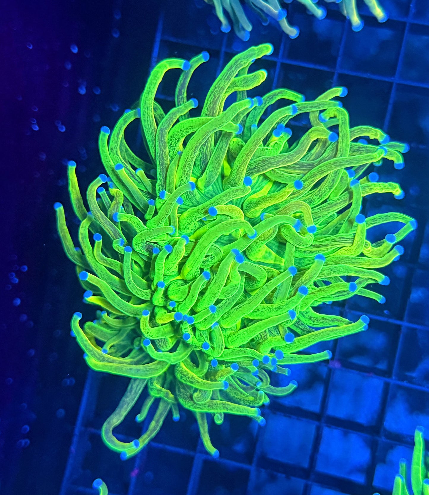 Large OG glitter torch