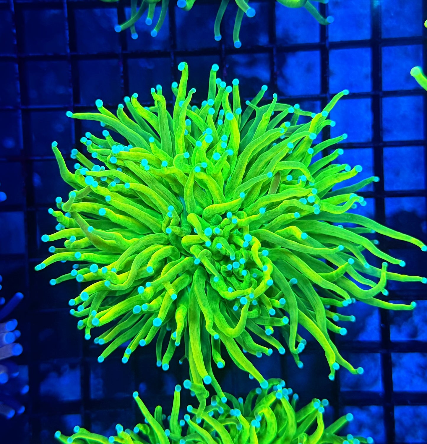 Teal tip master large