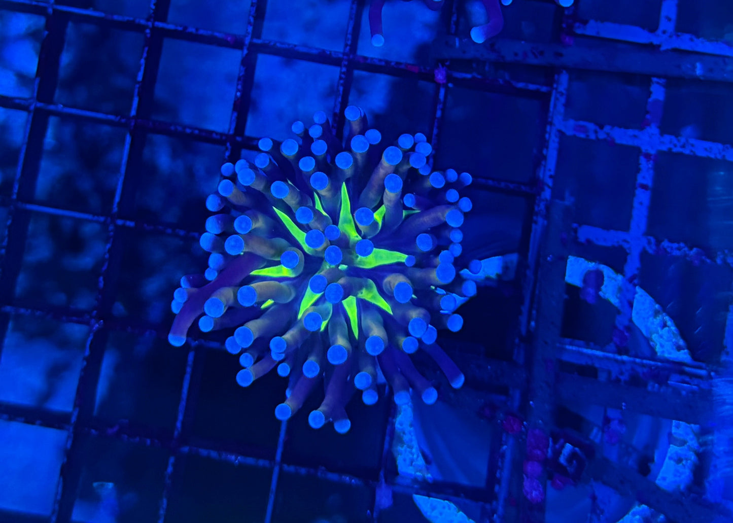 Tiger Knicks