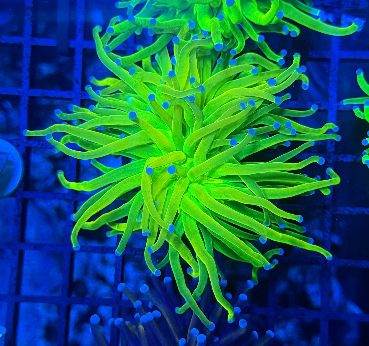 OG hg