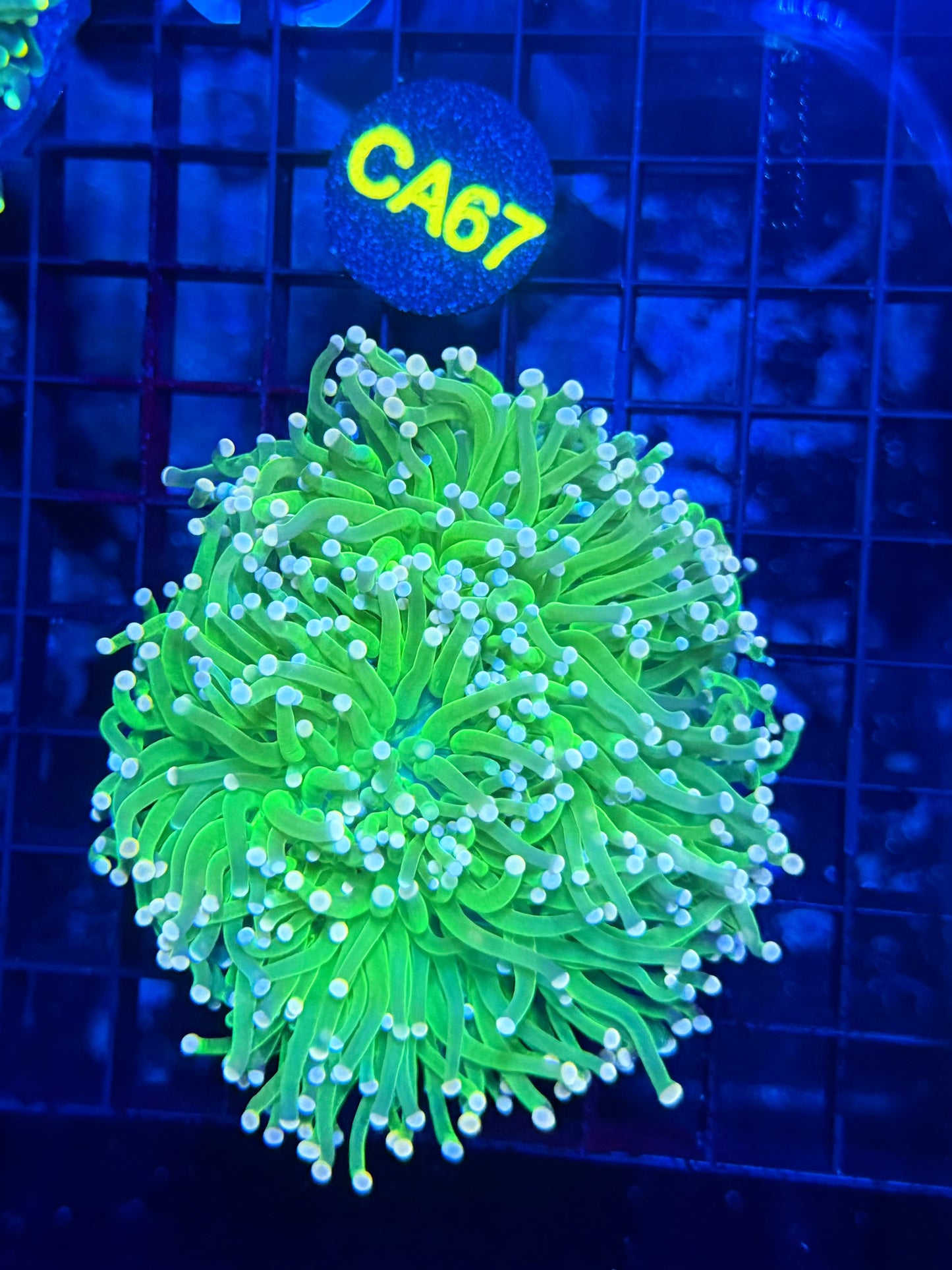 Indo green colony