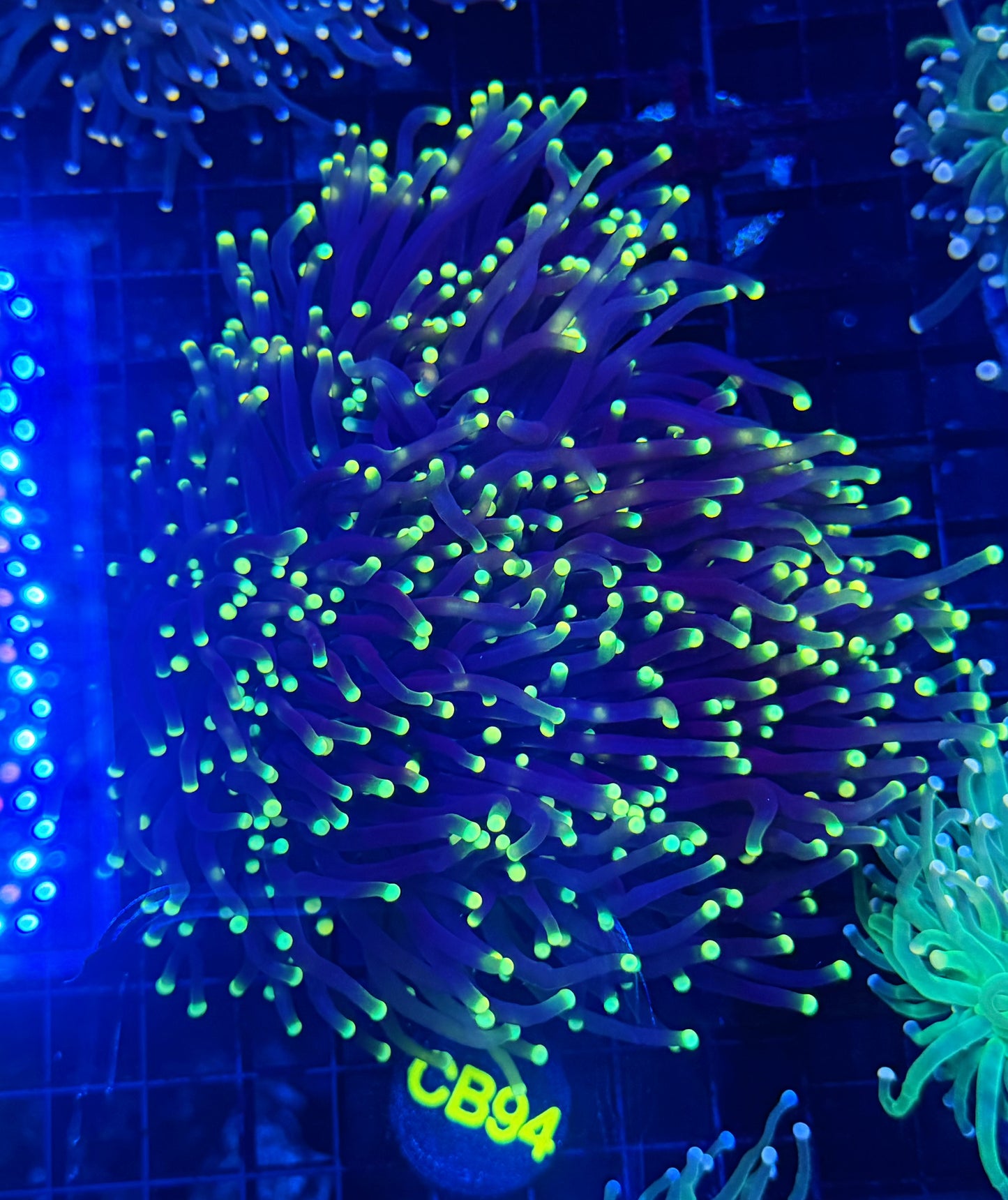 Neon tip colony