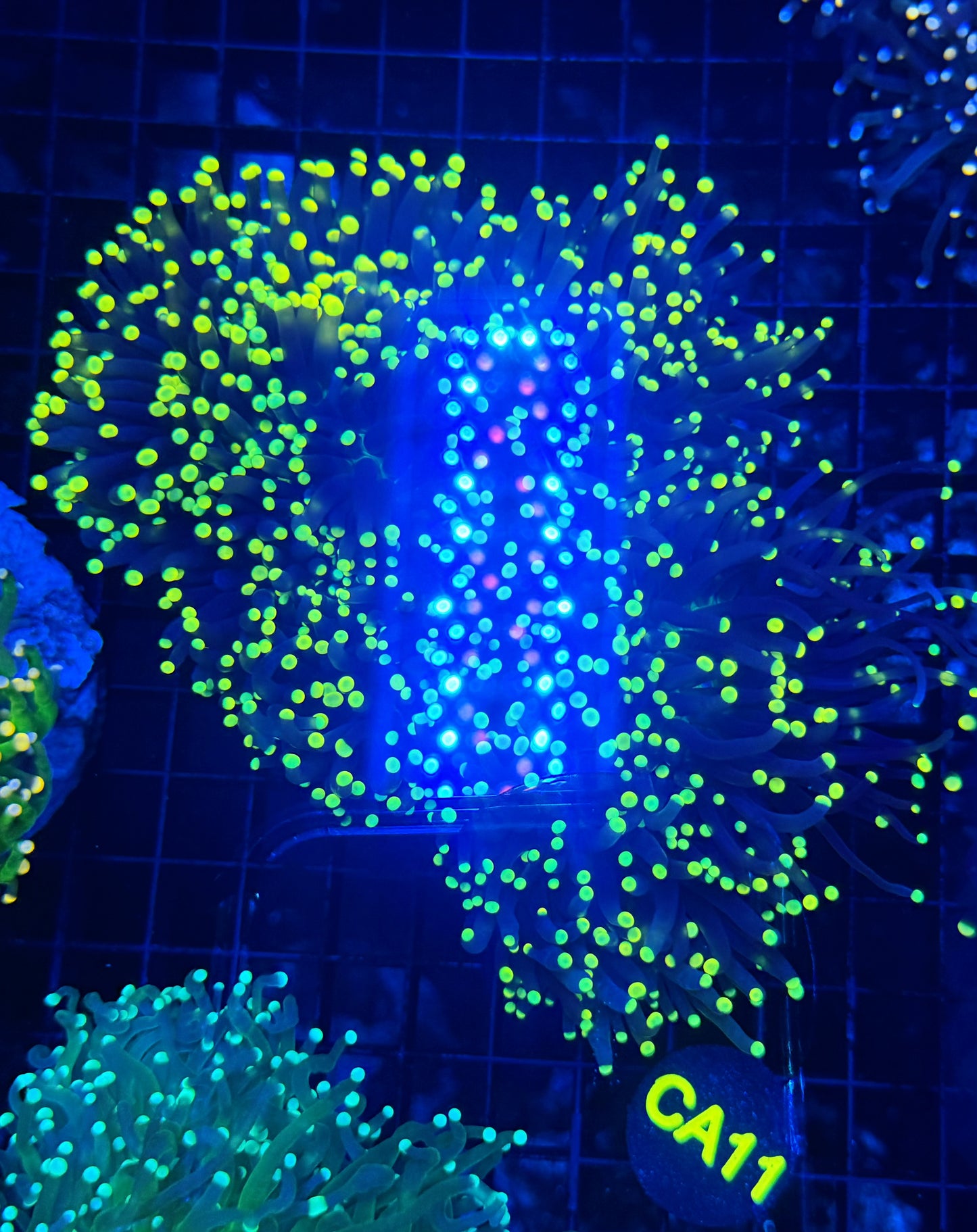 Neon tip colony