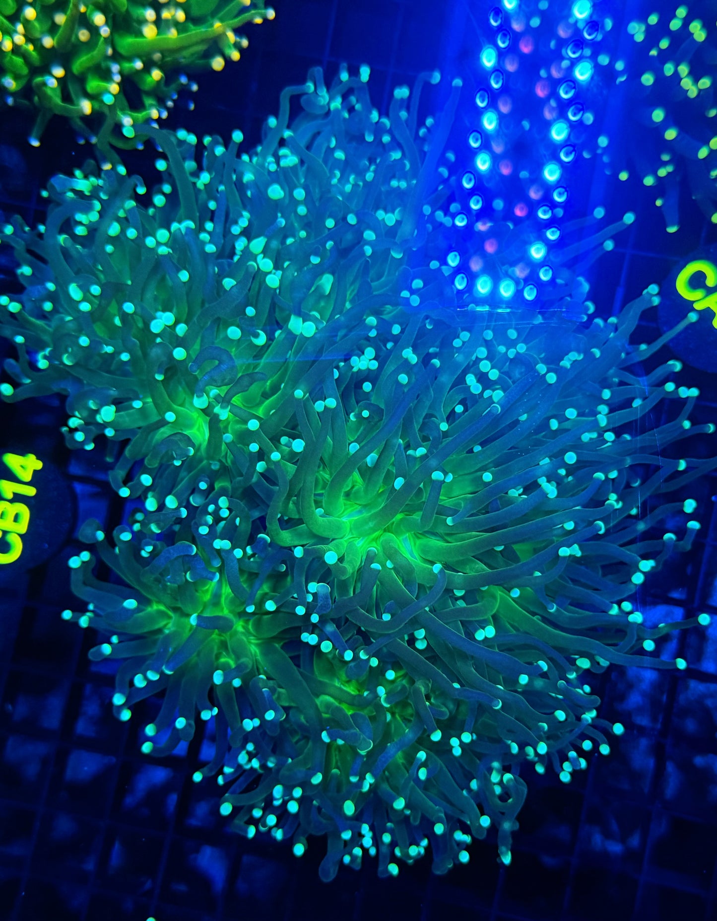 Indo green colony