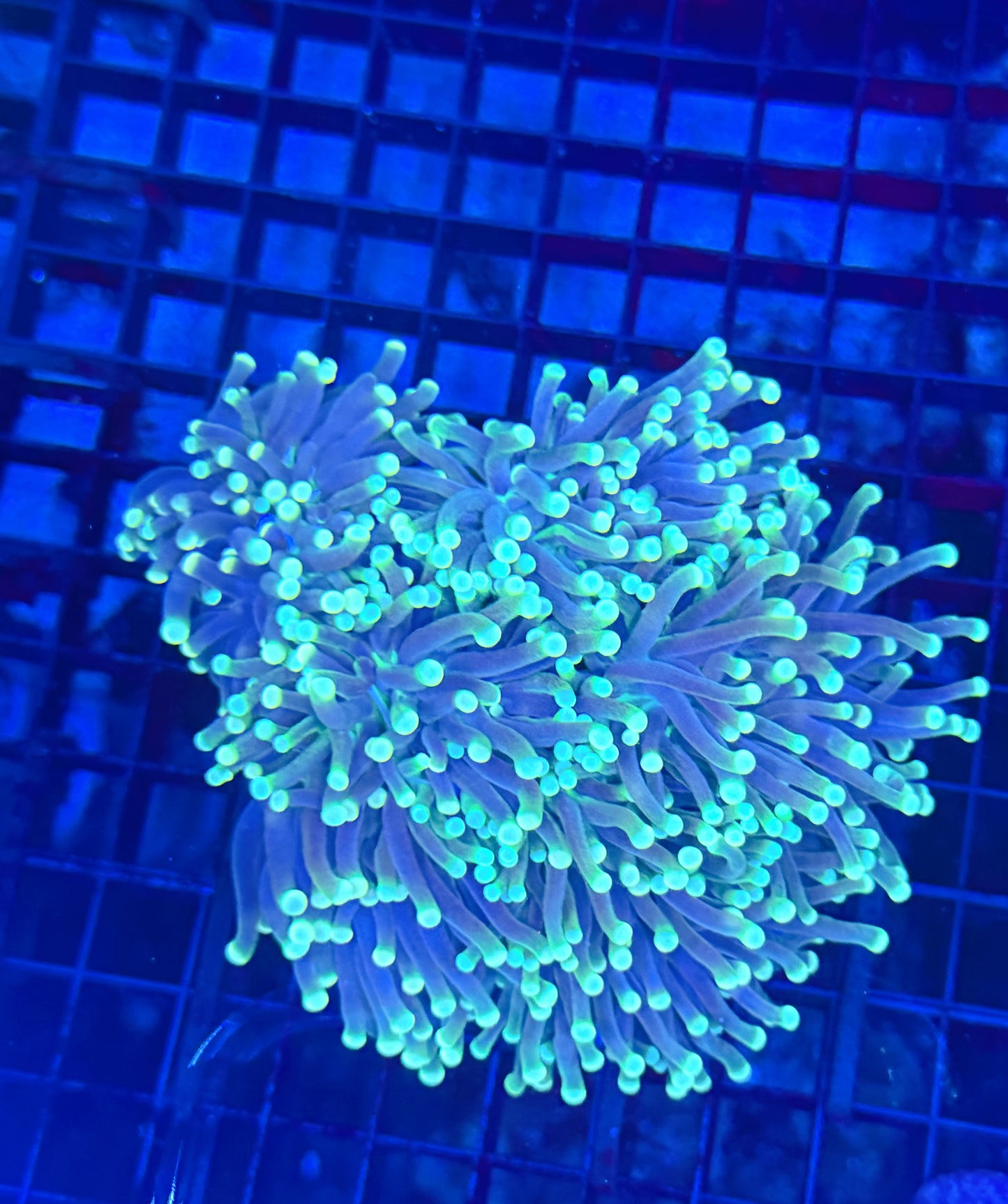 Indo green colony